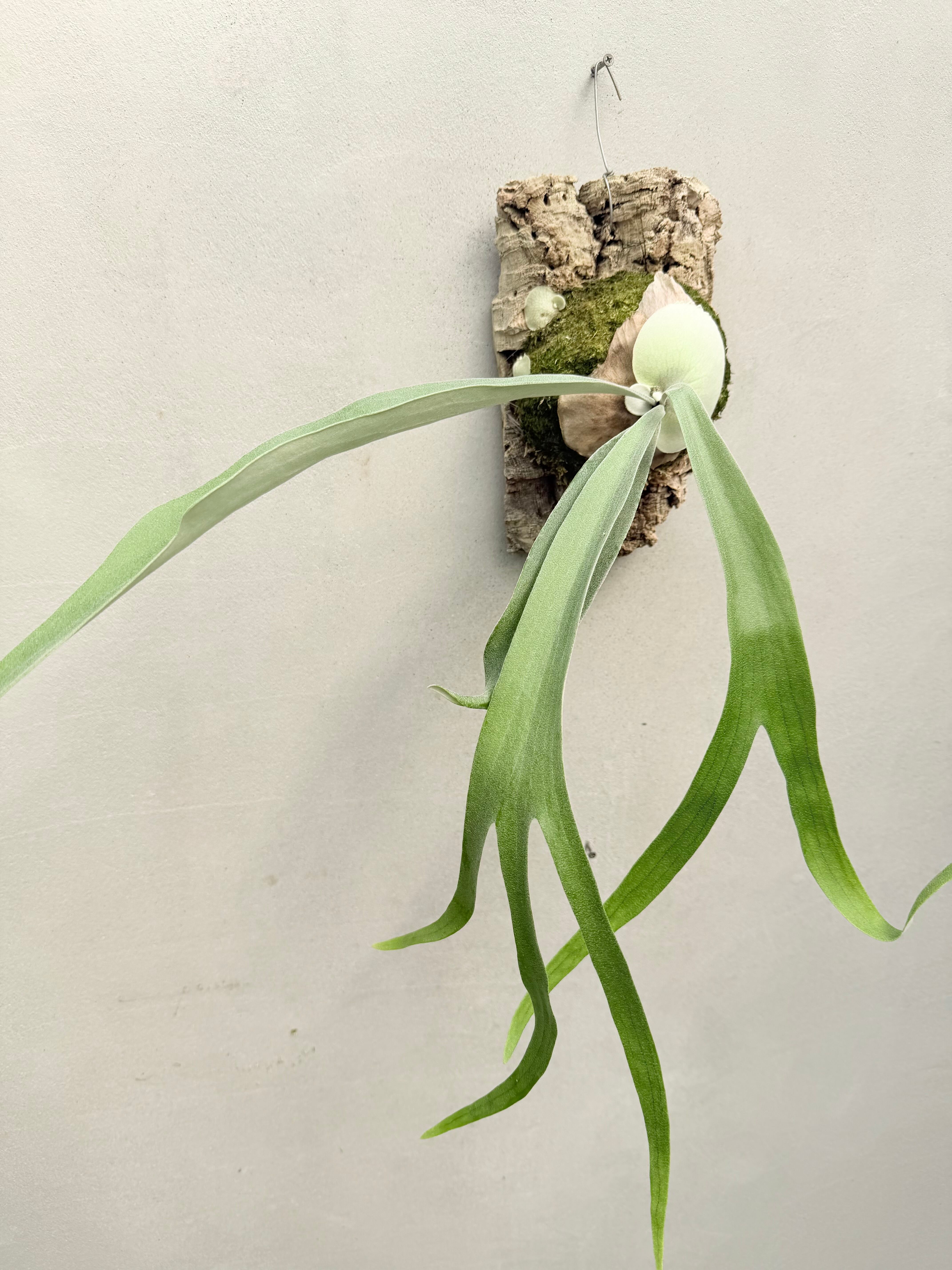 P. 'Hanuman' ビカクシダ ハヌマン | vandaka plants