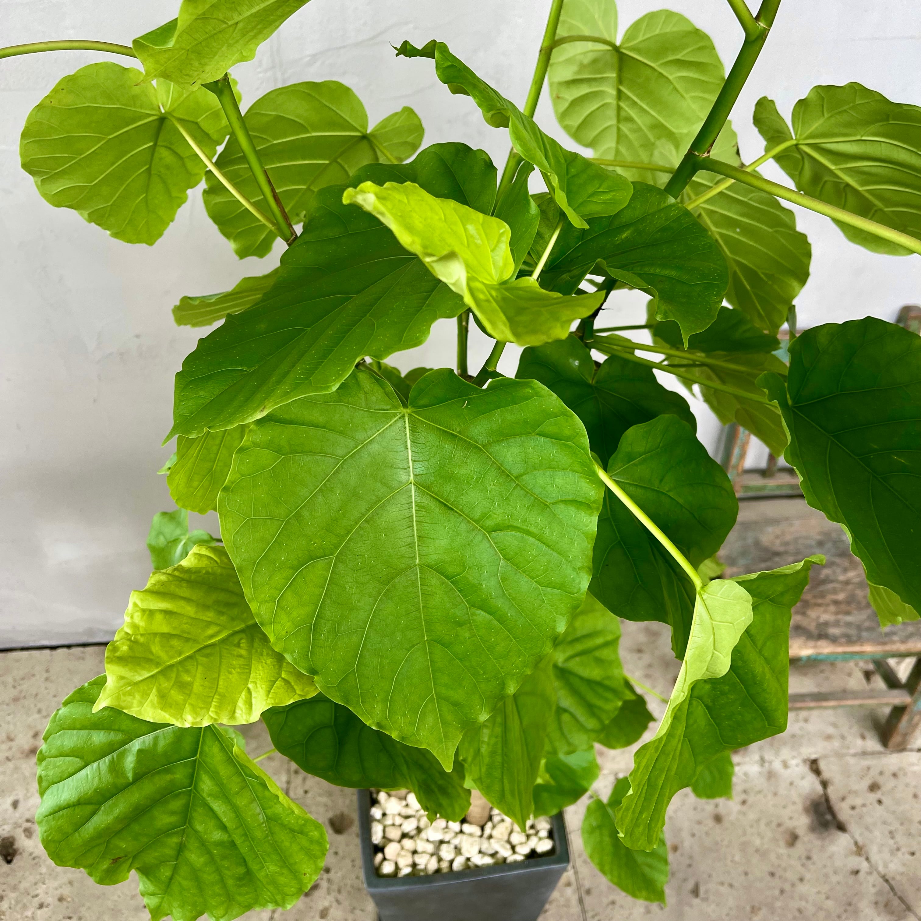 大型フィカスウンベラータS字仕立てバルーン陶器鉢植え込み発送