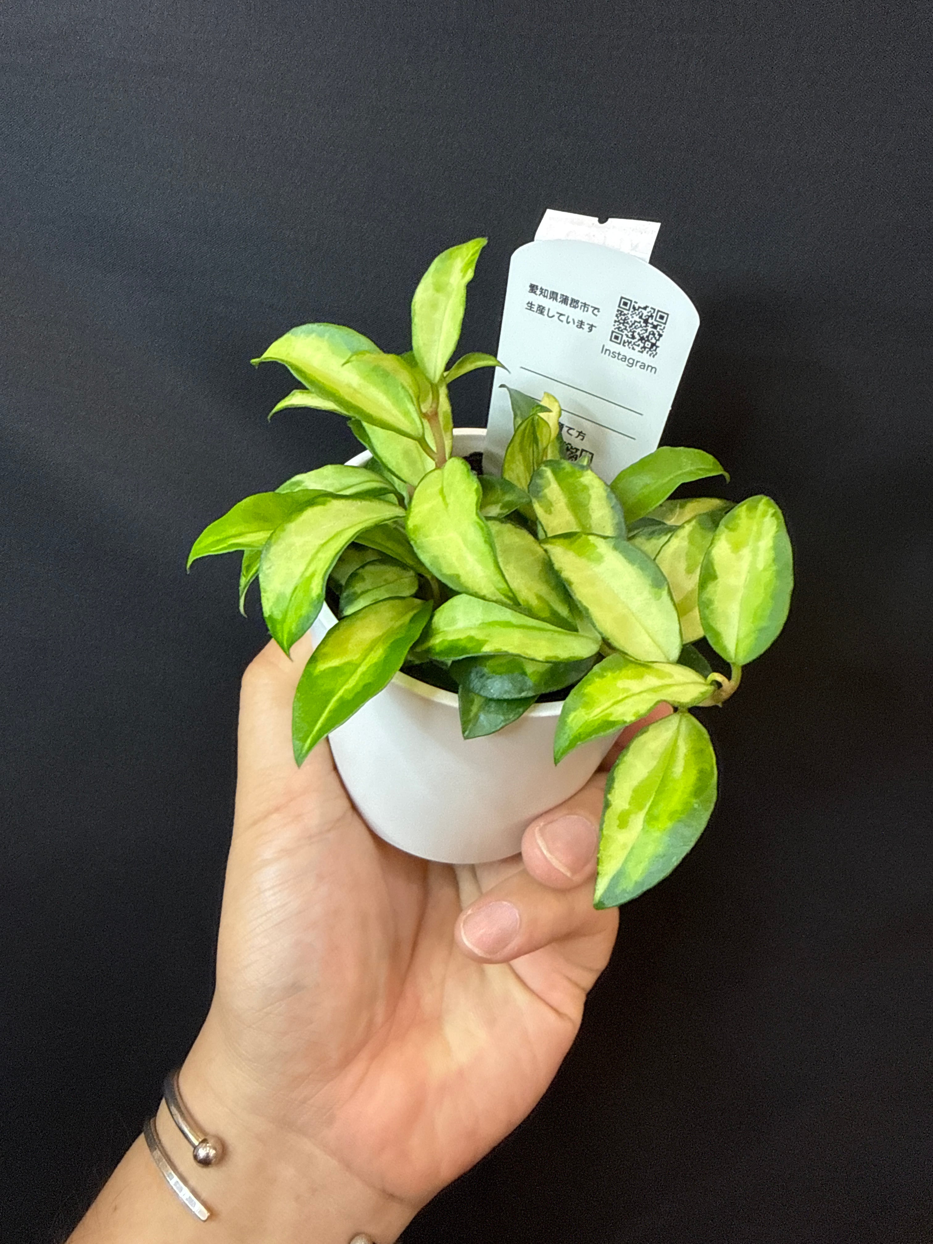 ホヤ ラクノーサ'ブルーノ' | Gardenえん 【観葉熱帯植物】