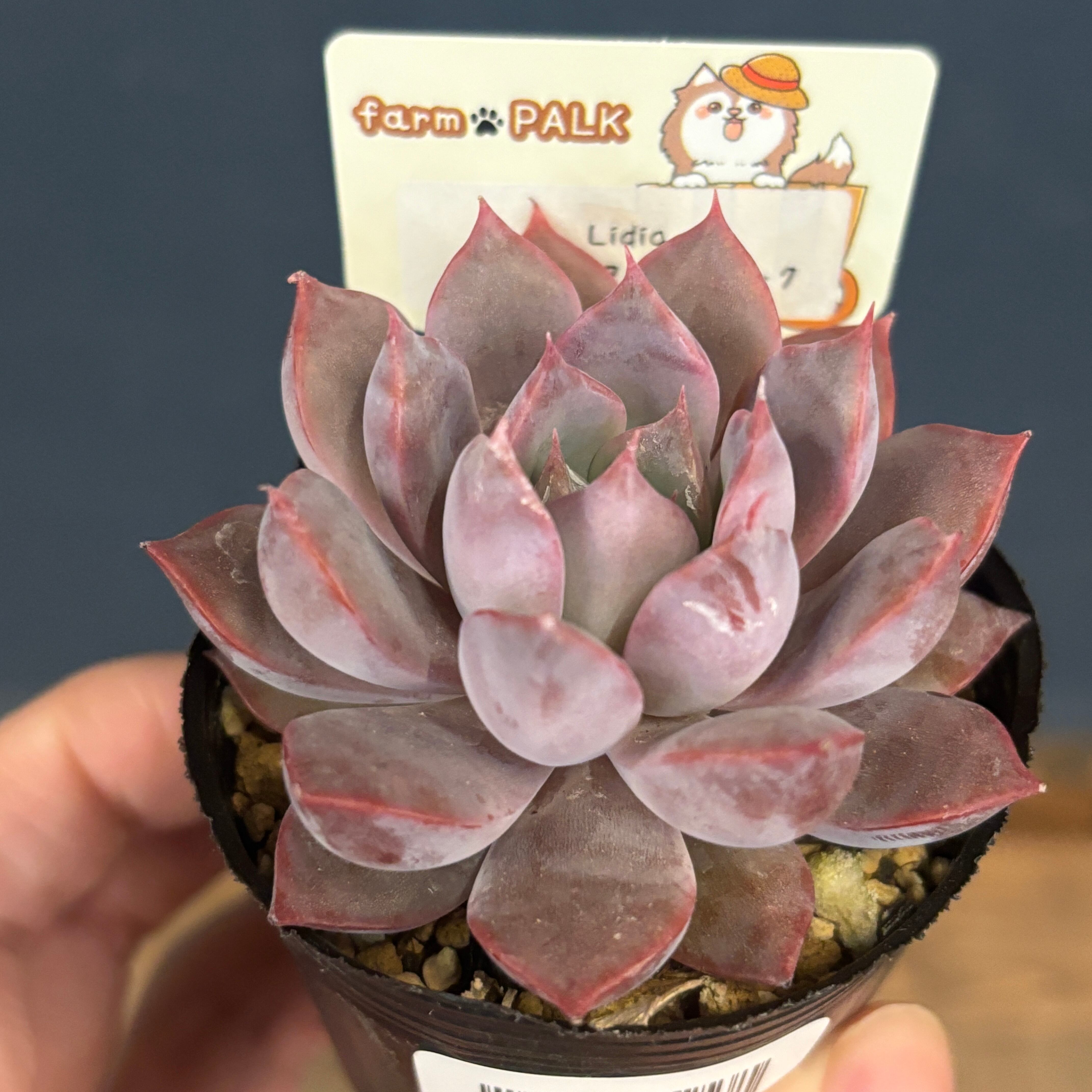 エケベリア ⭐️ホーリンゼ逆交配⭐️ 希少　美品　実生、幼苗発根済みです エケベリア - carino creare