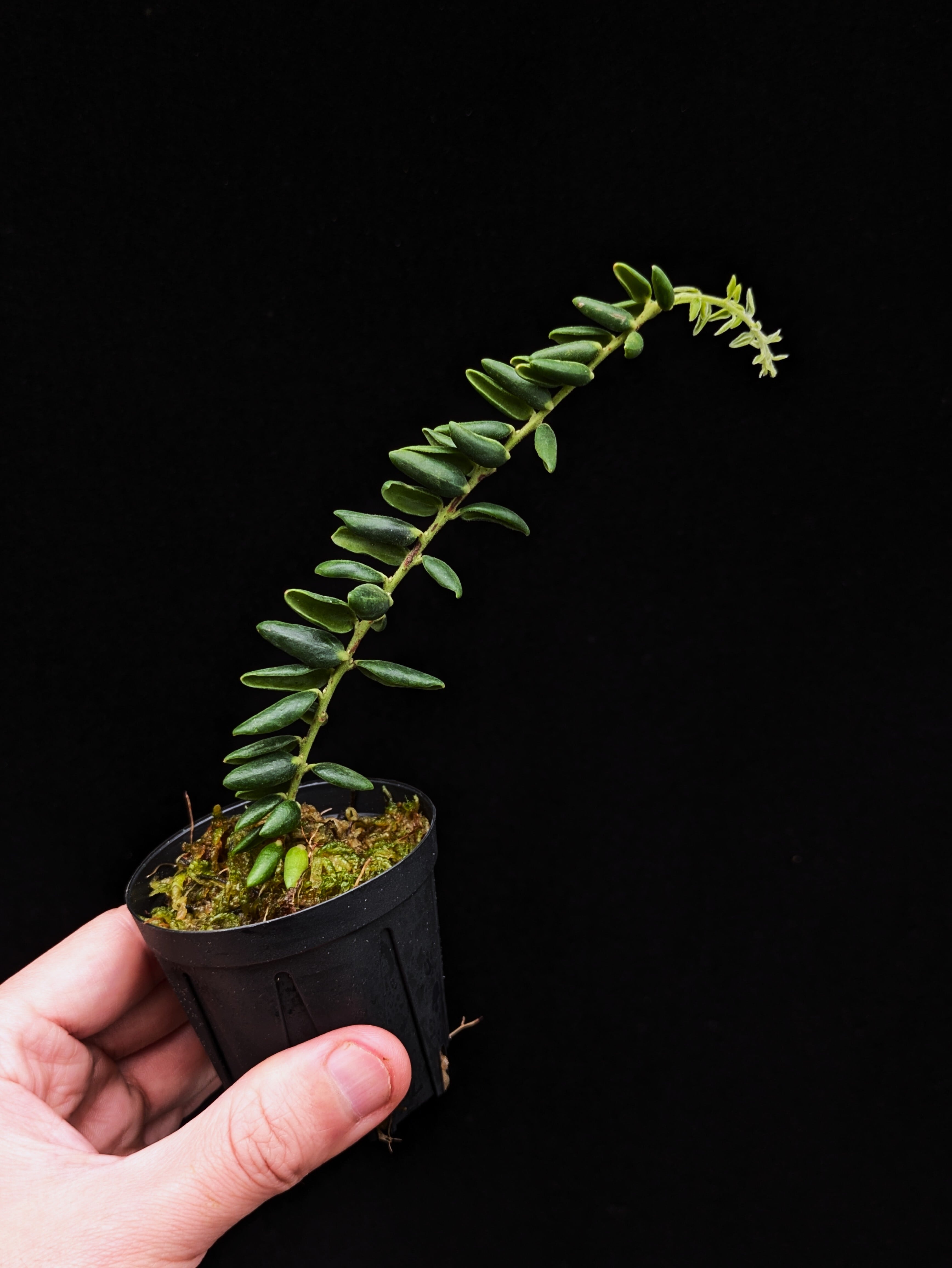 Ceratostema glans | 伊藤蟻植物農園