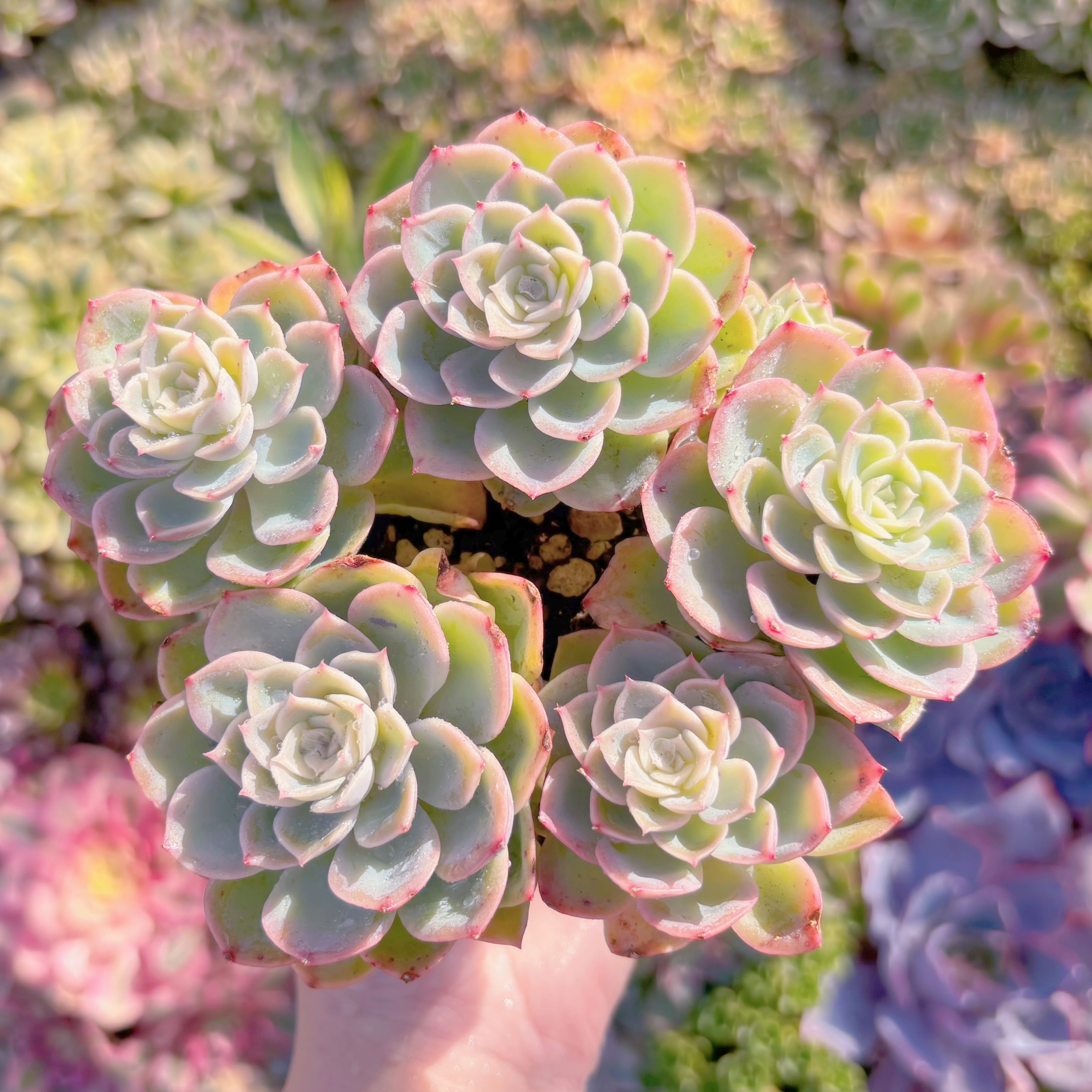 現品　メロン#F060　大群生　るる農園