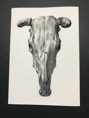 Skull of a cow by Jean Bernard レプリカ