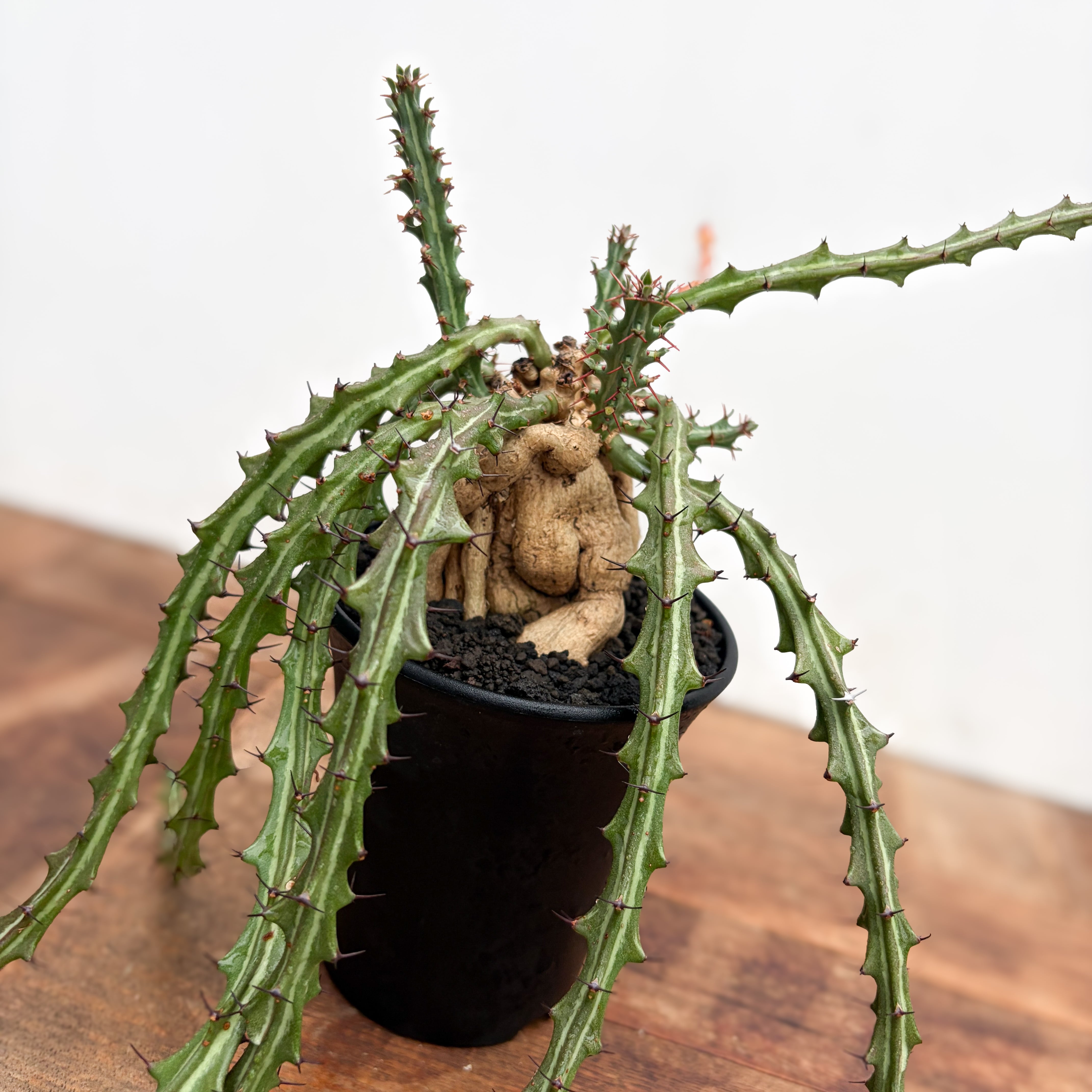 Euphorbia hyb. horrida【ユーフォルビア・玉型白ホリダ】 | RIMO'S
