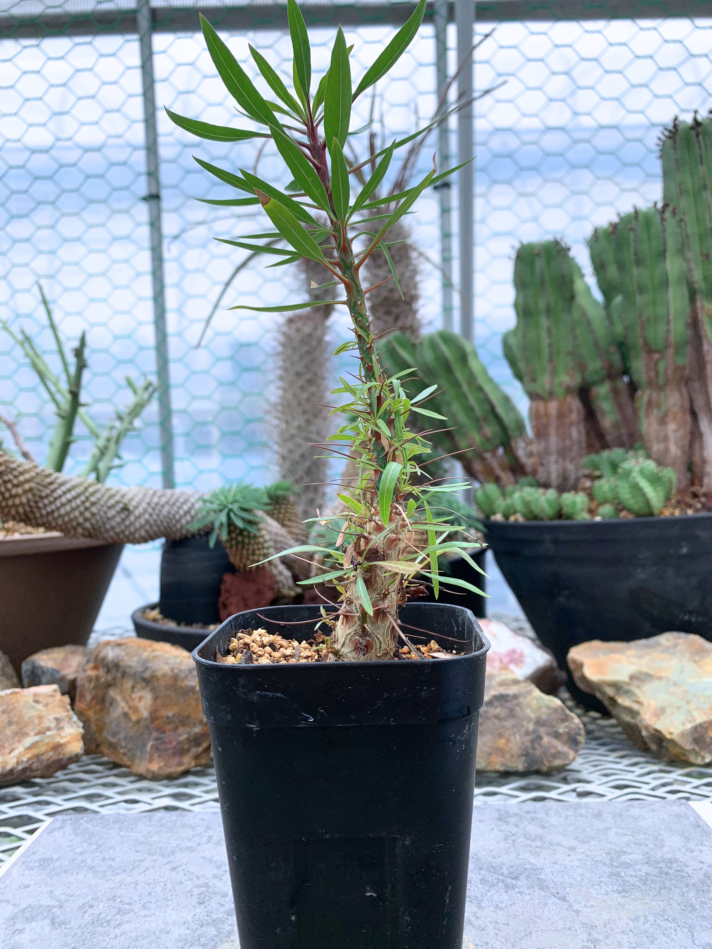 フォークイエリア プルプシー B01【送料着払い】 | CACTUS330