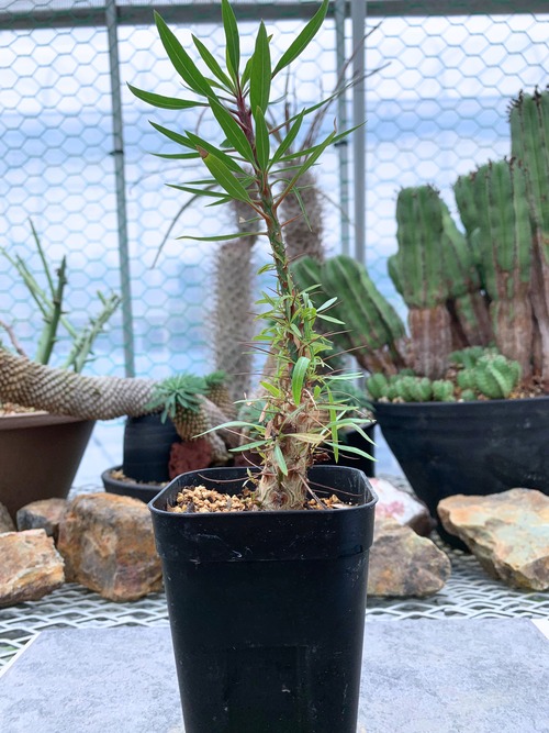 フォークイエリア　プルプシー　B01【送料着払い】