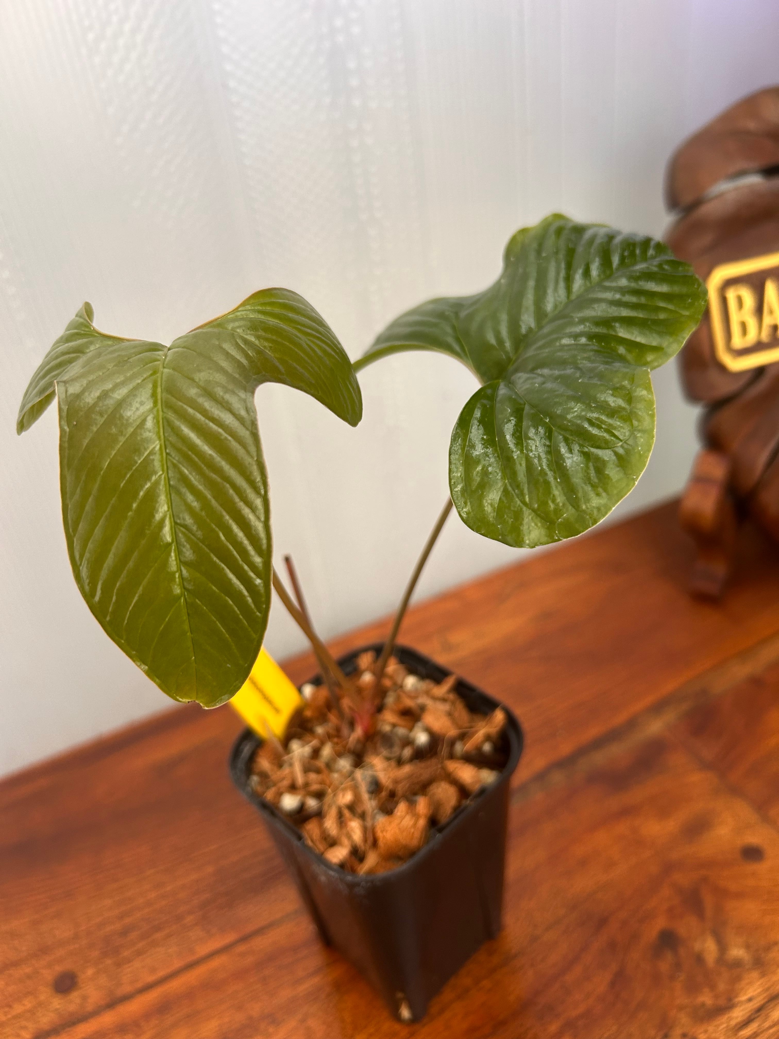 Anthurium | BALI-AN 園芸