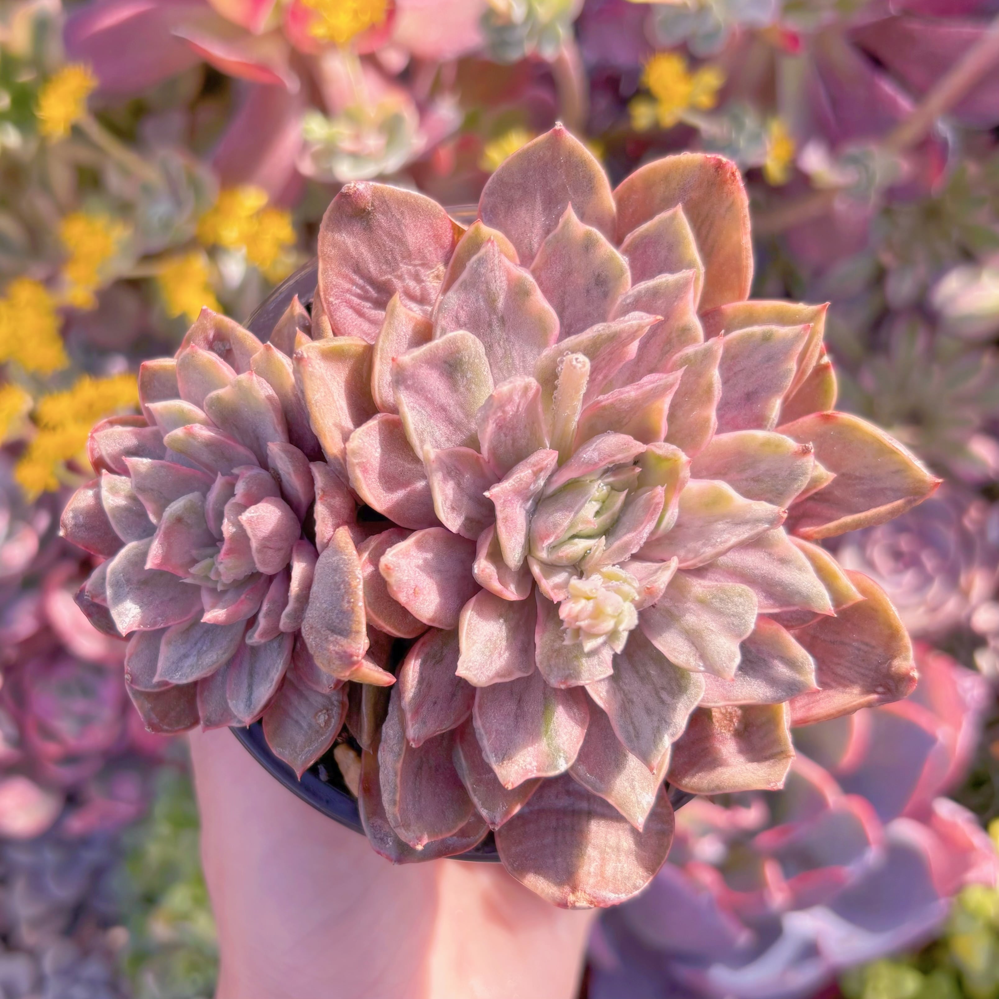 現品　レディローズ錦　群生#524　新入荷　るる農園