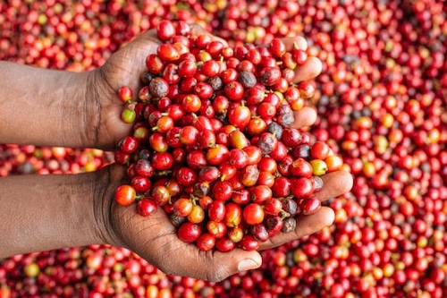 Kenya Kianjogu Nyeri コーヒー　生豆　500g