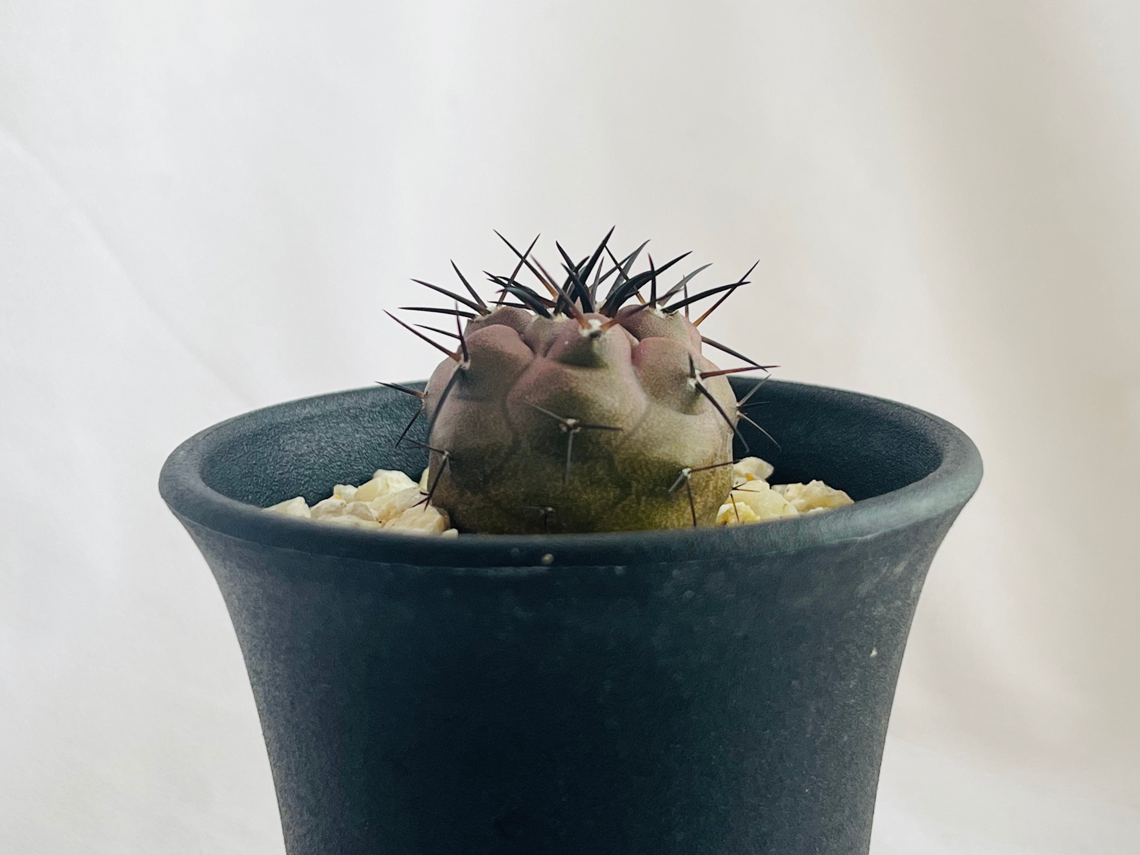 Copiapoa cinerea　コピアポア　シネレア　黒王丸　サボテン | plants MARU ー 多肉植物・サボテン・園芸グッズのお店 ー  powered by BASE