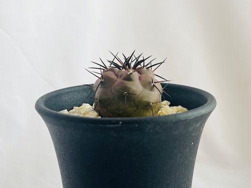 Copiapoa cinerea　コピアポア　シネレア　黒王丸　サボテン