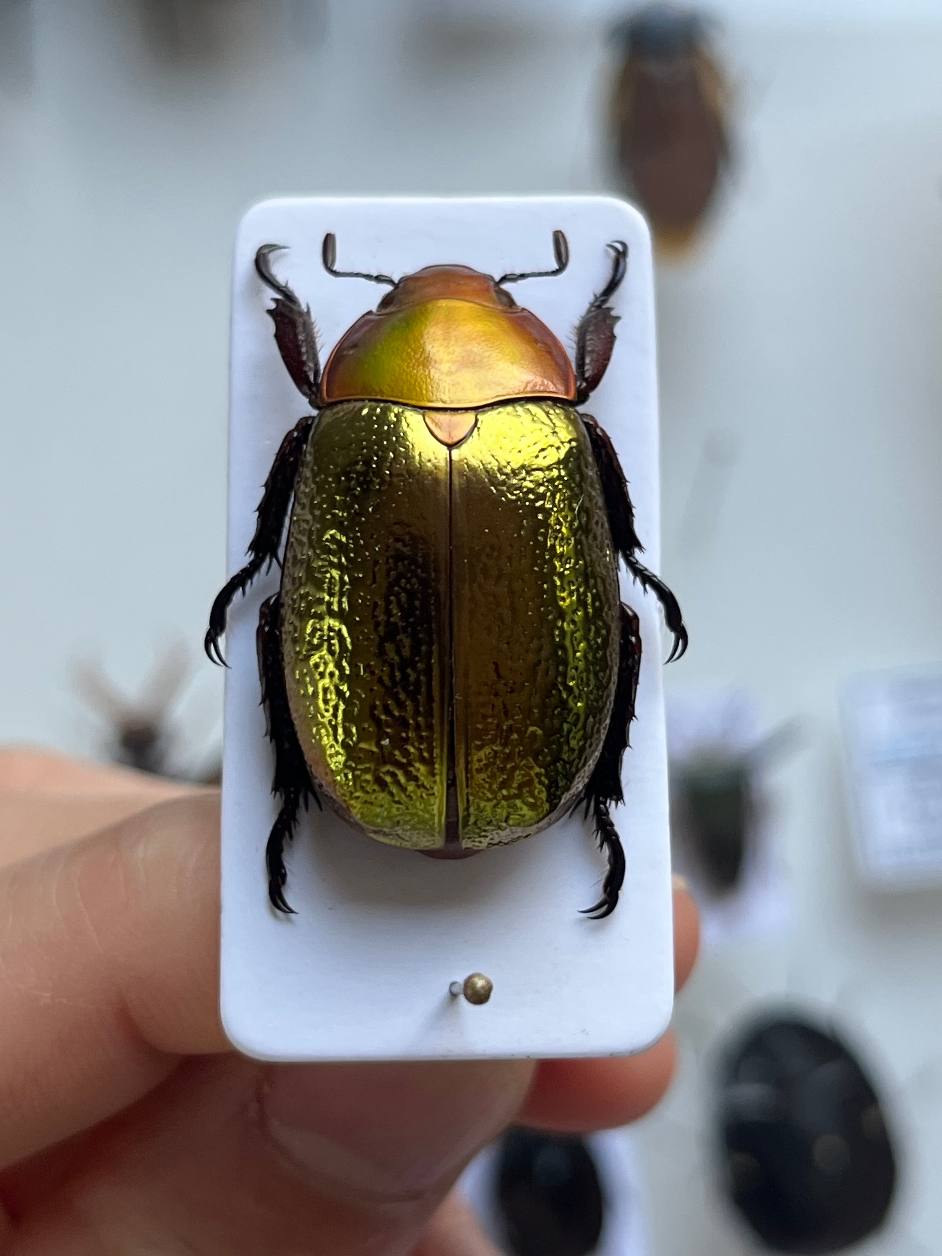 最新作】ボウカルディプラチナコガネ Chrysina boucardi GOLDform 頭が