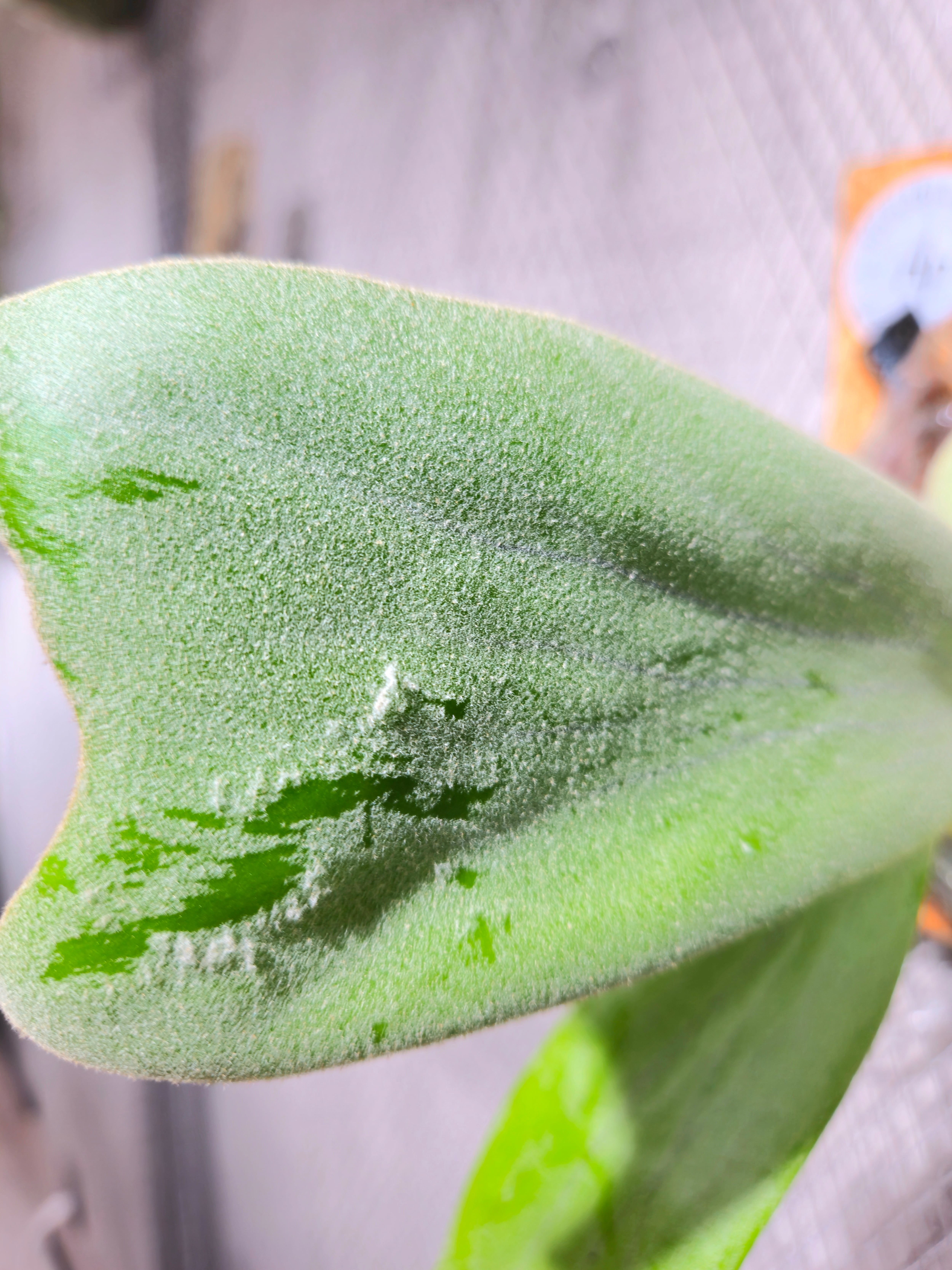 P.White Cotton 【artPLANTs/PLANTS GARAGE】ビカクシダ/Platycerium