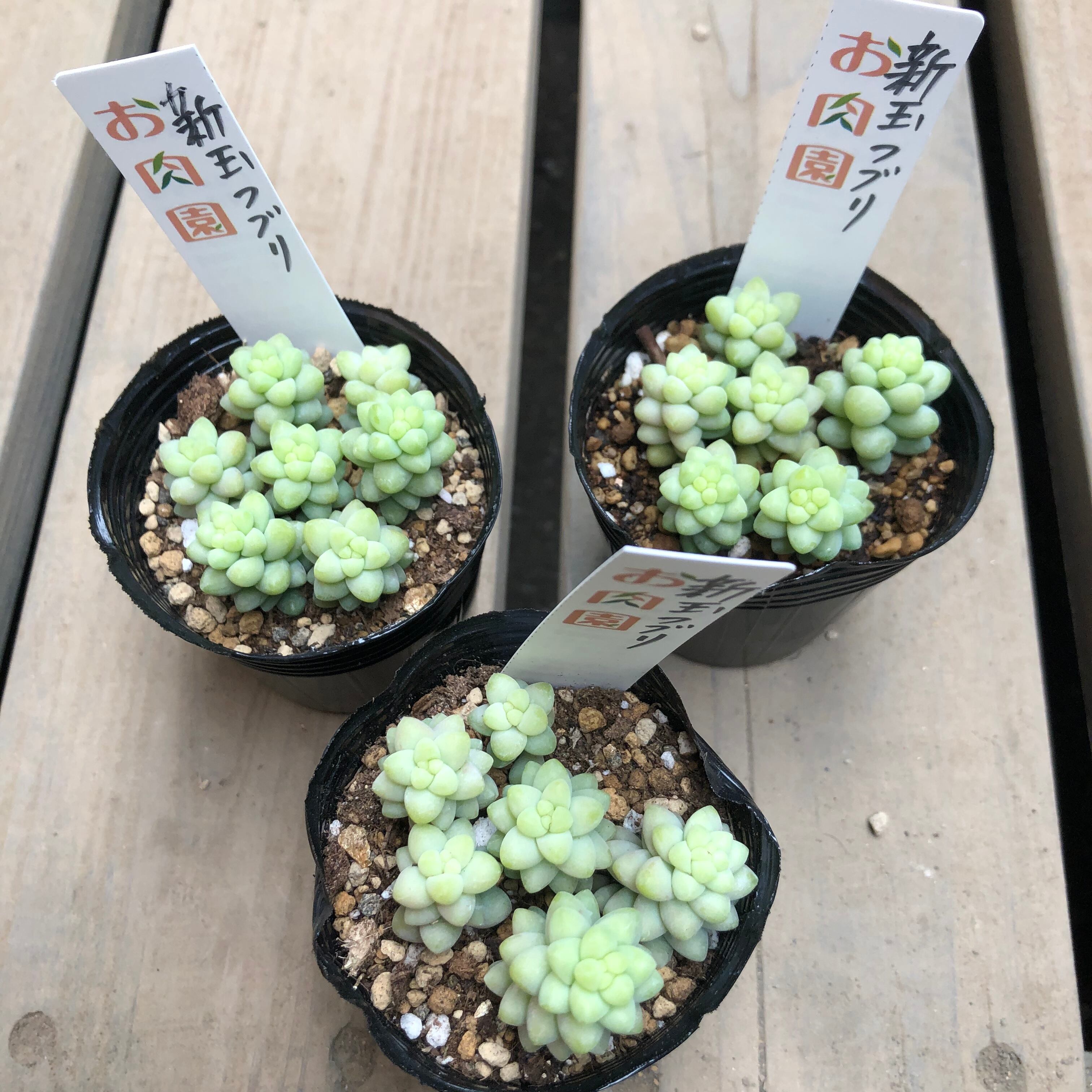 新玉つづり ビアホップ お肉園 セダム 多肉植物 Melty Works 多肉植物 と Dulton プランター のお店