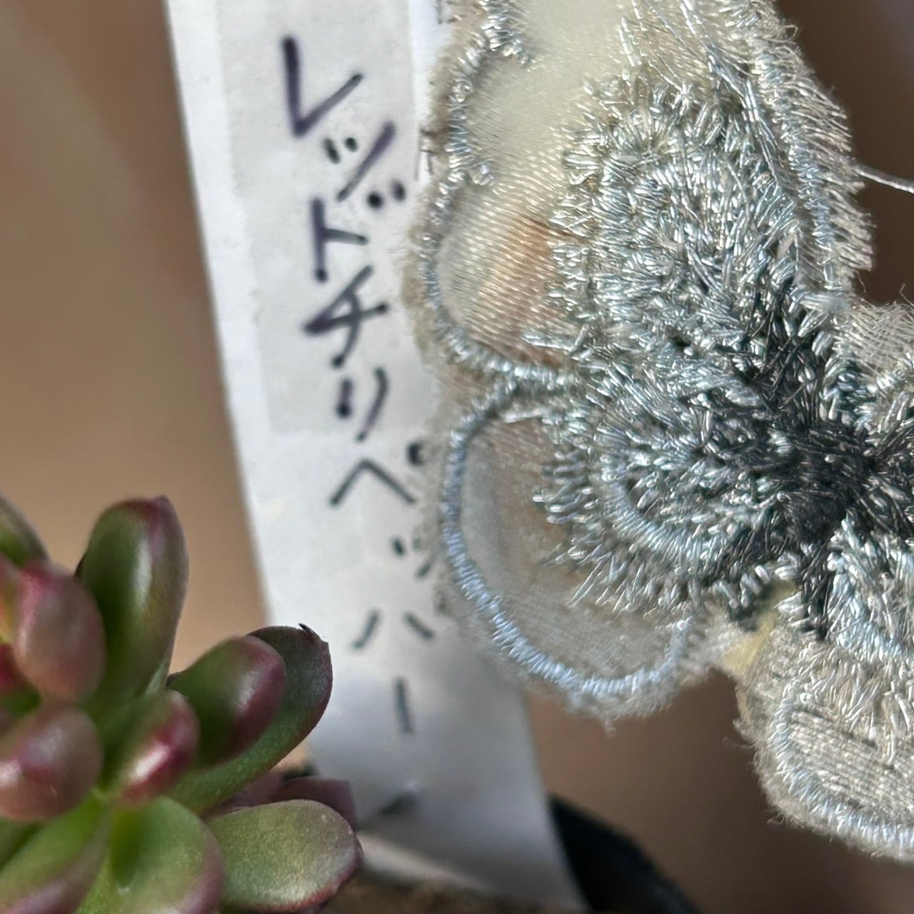 レッドチリペッパー | RuPo 多肉植物専門店
