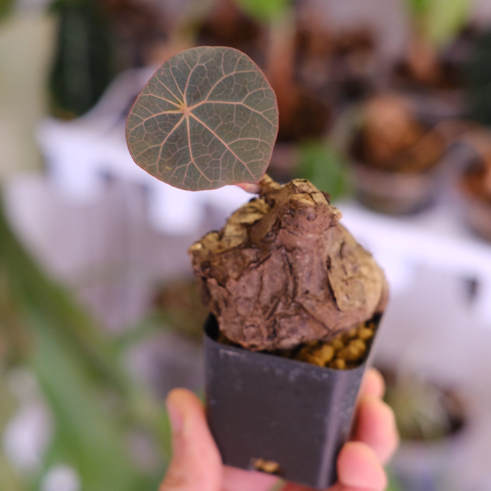 Stephania kaweesakii│ステファニア カウィーサキー│観葉植物