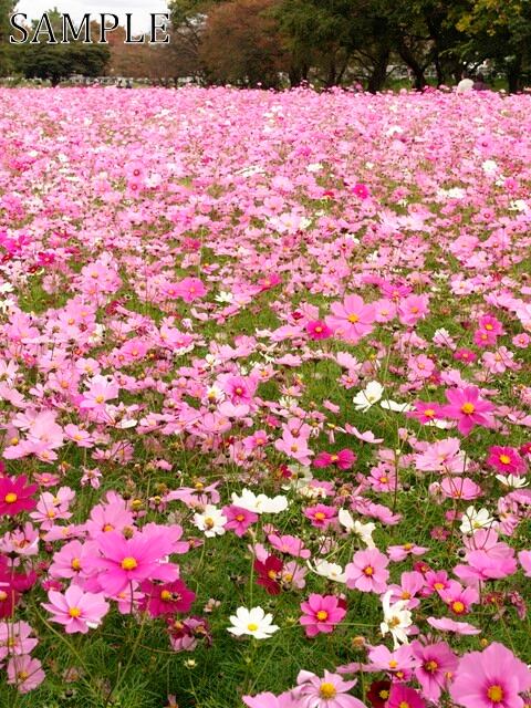 三田　秋桜　JPEG (3)