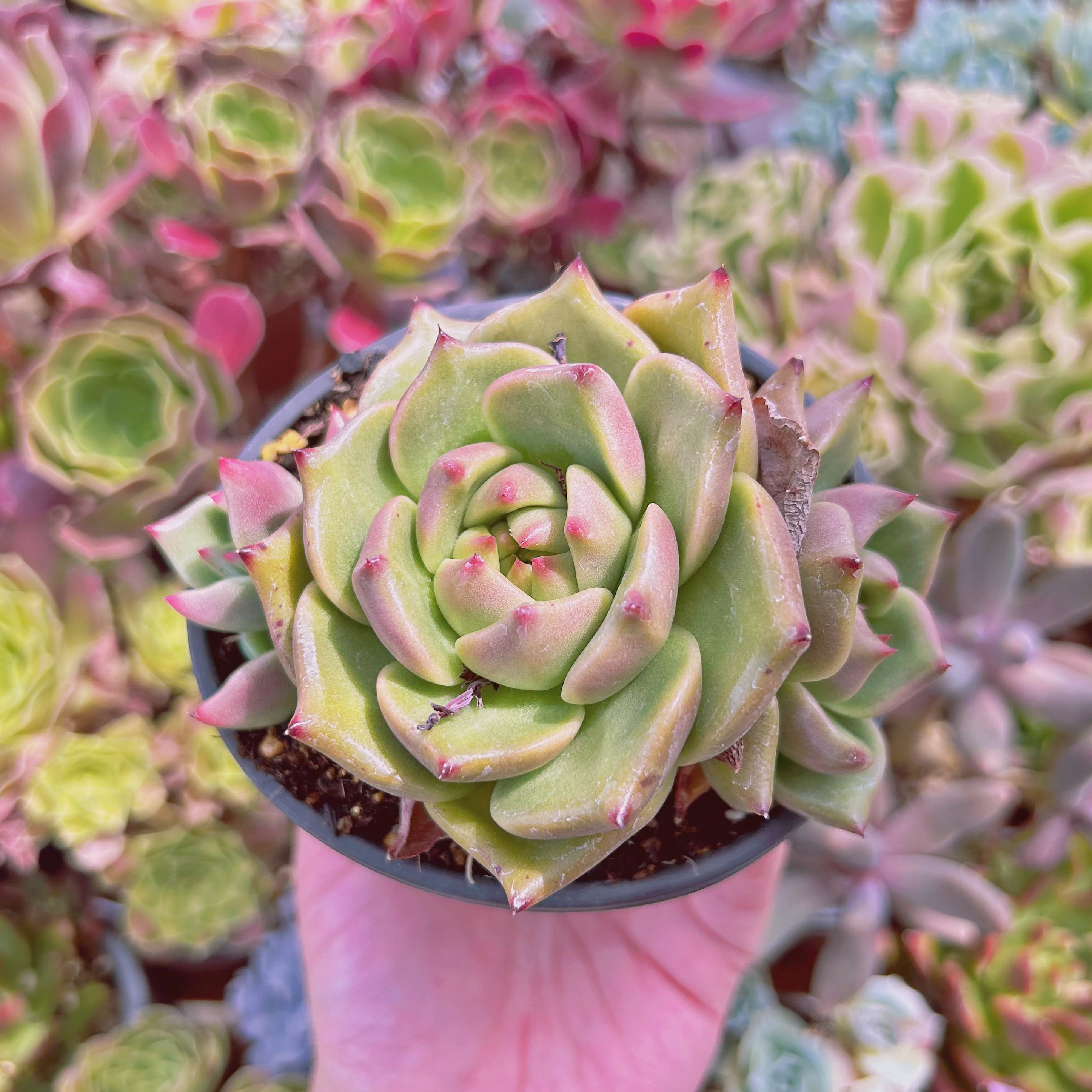 現物　多肉植物  ロメオxマリア　大苗　抜き苗