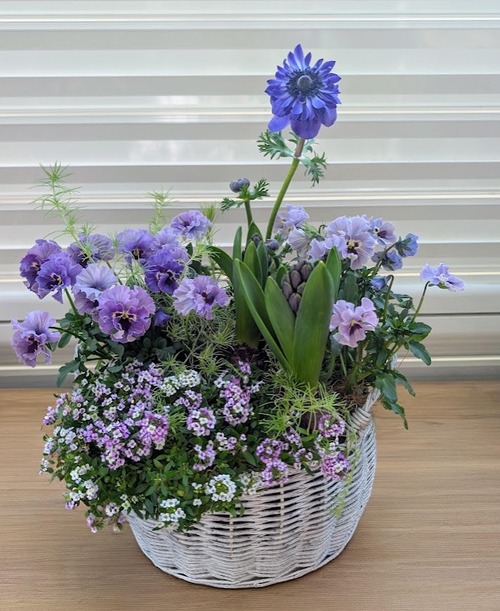 ビオラ『レディ』と春の球根植物の爽やかブルーの寄せ植え