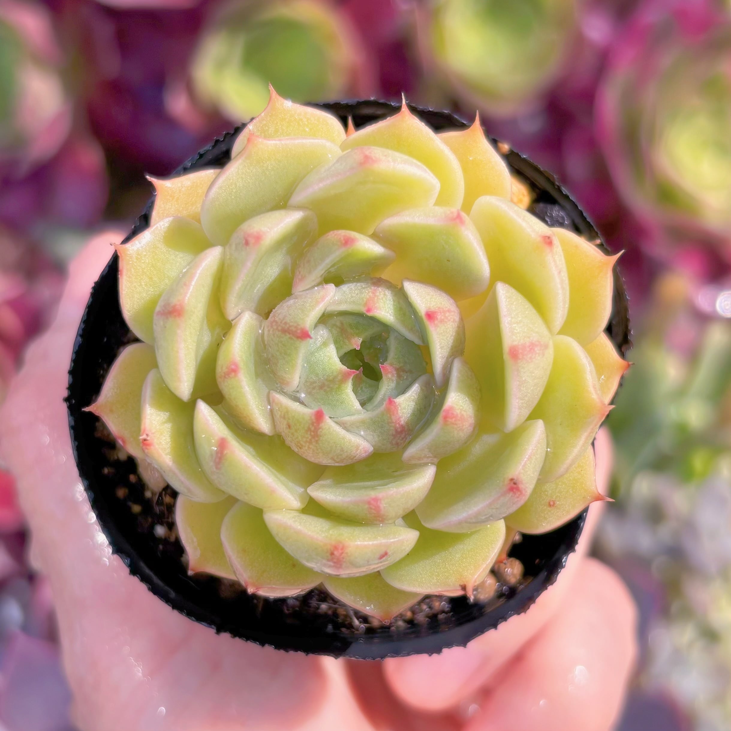 現品　ベンバディスsp#2226　るる農園