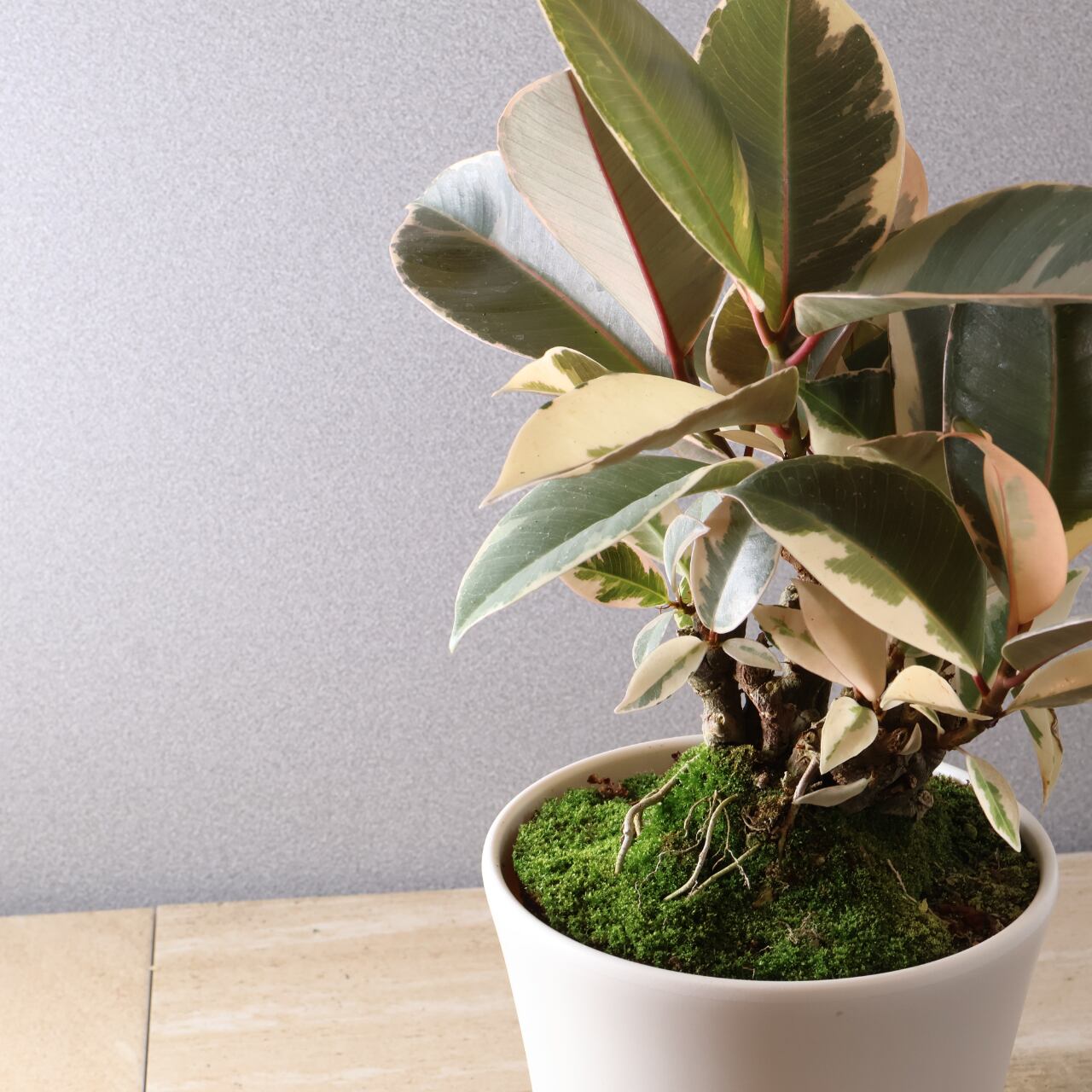 フィカス ティネケ 観葉植物 斑入り 446 美しい斑入り葉『フィカス ティネケ』観葉植物 【送料無料