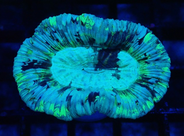 Trachyphyllia Premium 9