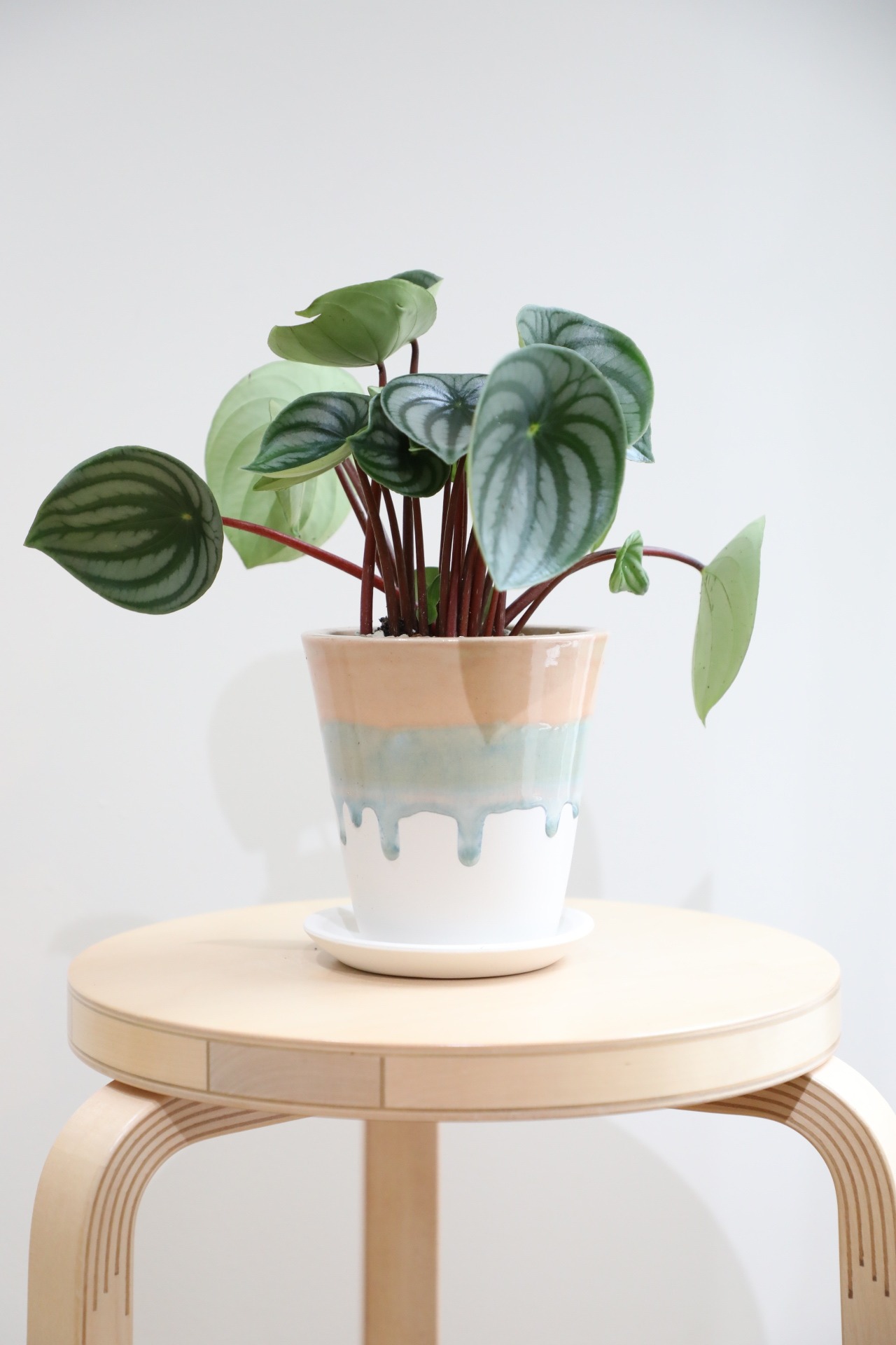 【M】スイカぺぺ/Peperomia Watermelon