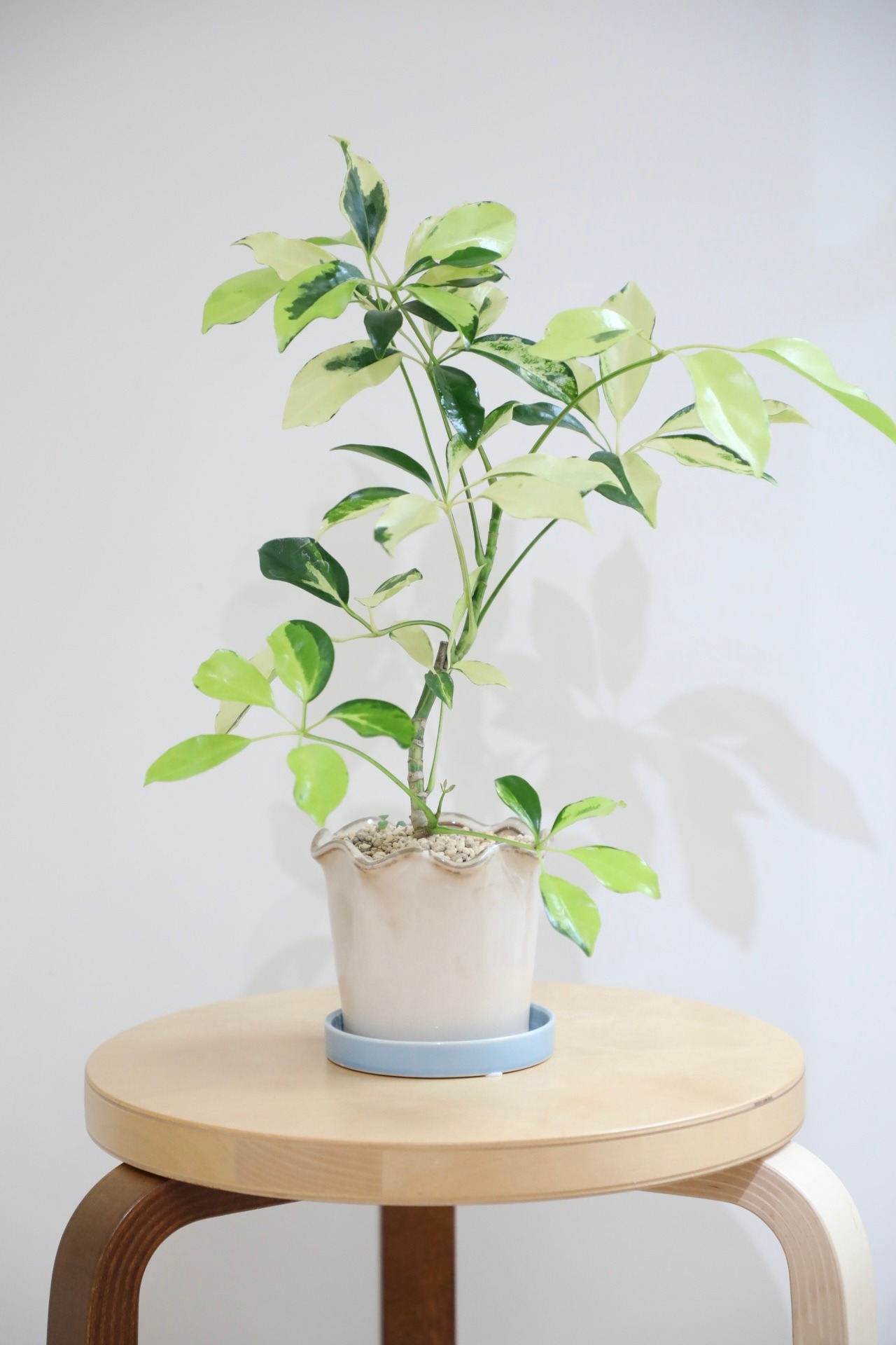 【M】シェフレラ イエローバリエガータ/ Schefflera　※陶器鉢付き