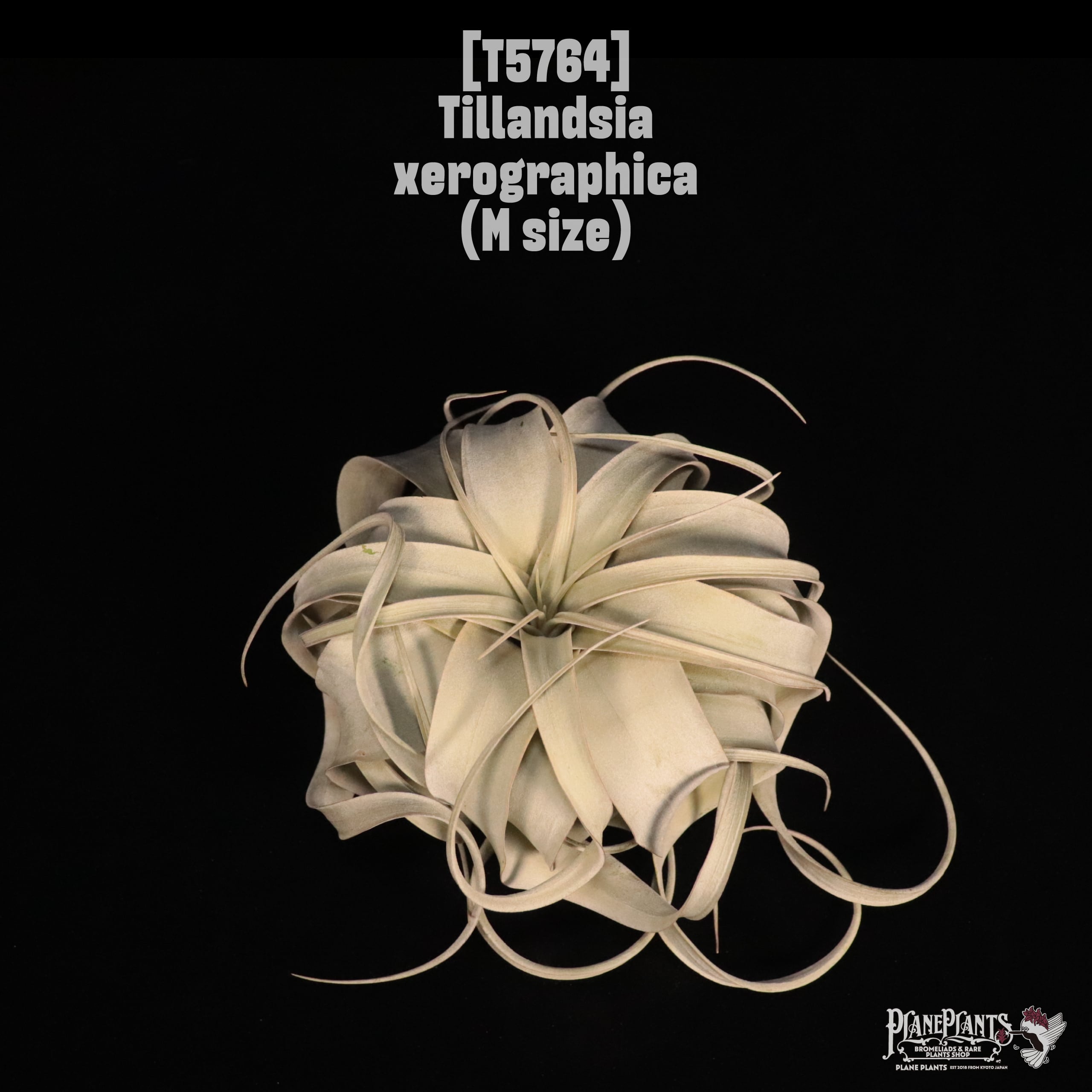 Tillandsia xerographica M〔ティランジア〕T5764