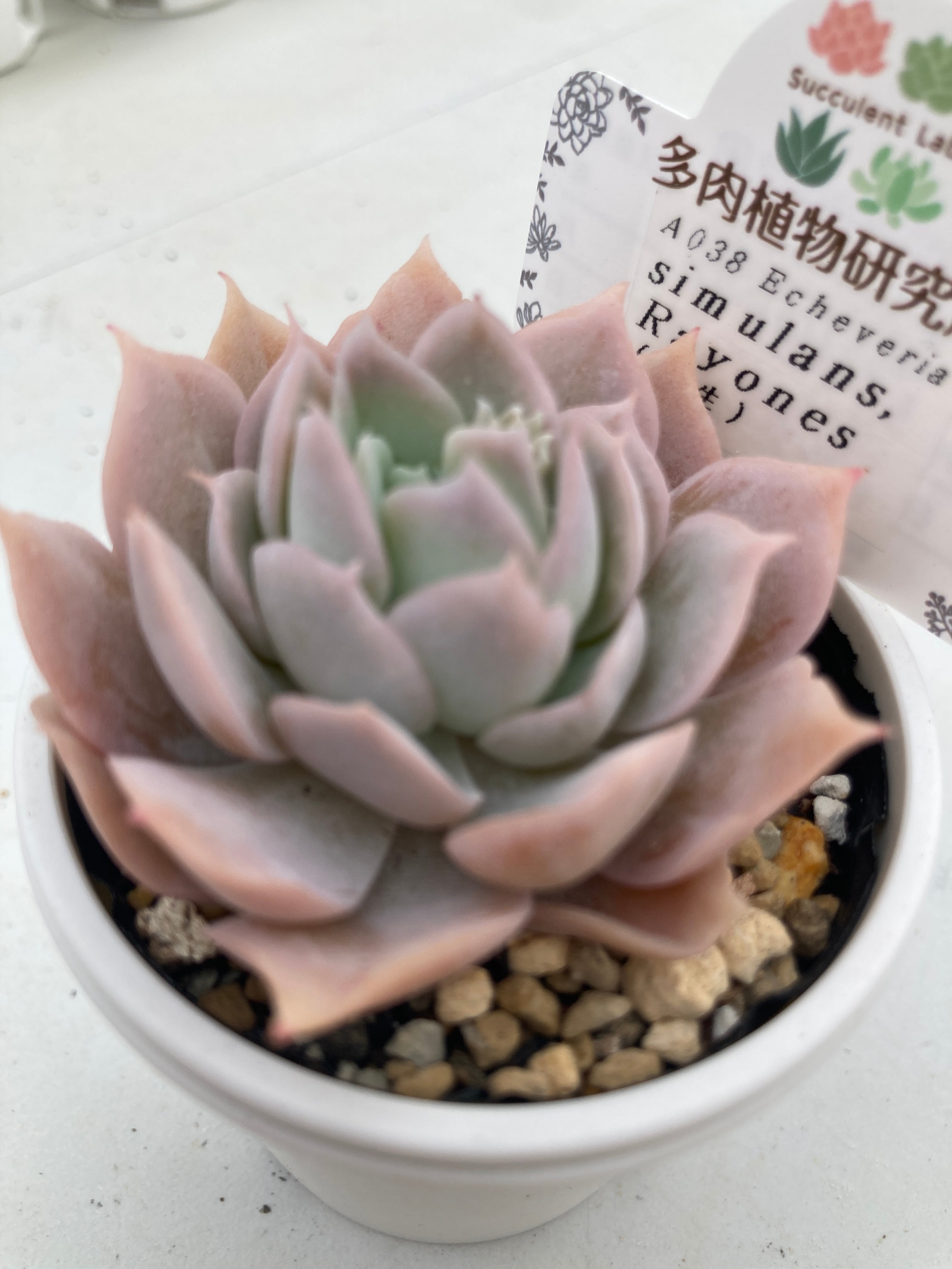 札付き　シムランスラグナサンチェス × チワワエンシスイェコラ (爪) 札付き シムランスラグナサンチェス × チワワエンシスイェコラ (爪