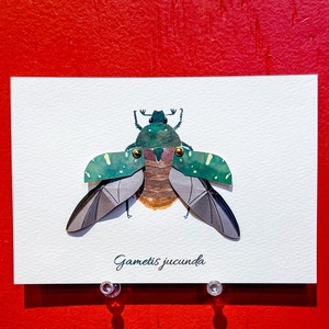 【みなみあすか】虫の翅立体カード　コアオハナムグリ