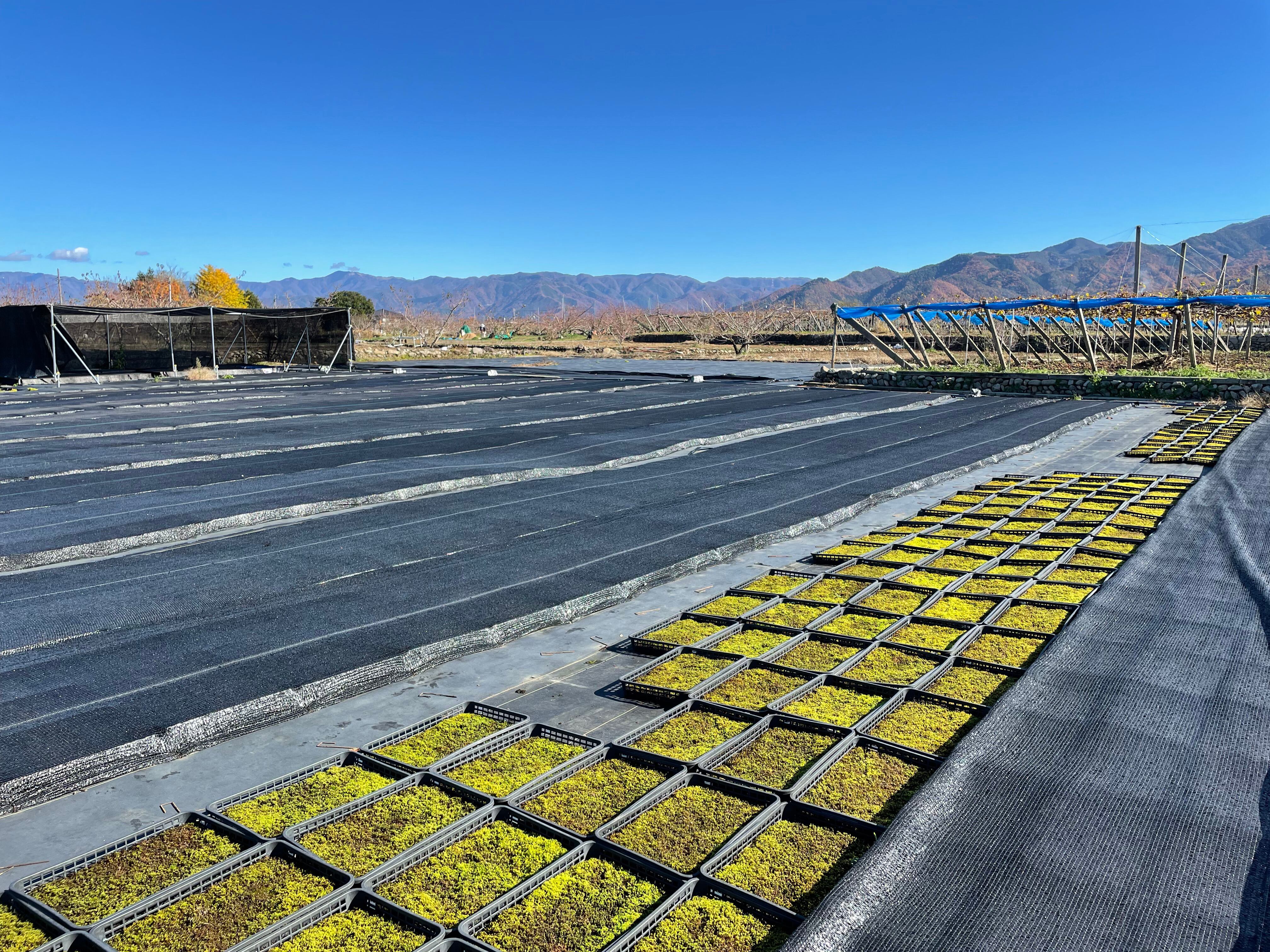 半日陰用2種ミックス(ツヤゴケ・スナゴケ)(343×508㎜) | mossto