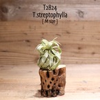 【送料無料】streptophylla M〔エアプランツ〕現品発送T2824