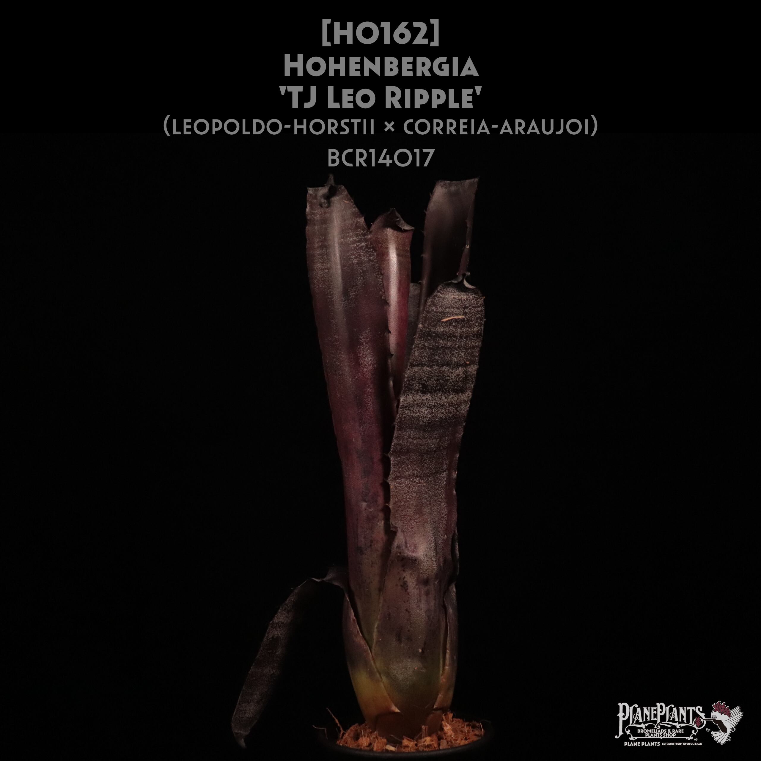 【送料無料】Hohenbergia 'TJ Leo Ripple'〔ホヘンベルギア〕現品発送H0162