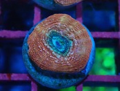 Bowerbanki Frag 3