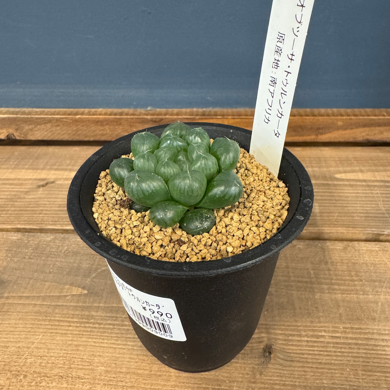 ハオルチア オブツーサ トゥルンカータ【689】