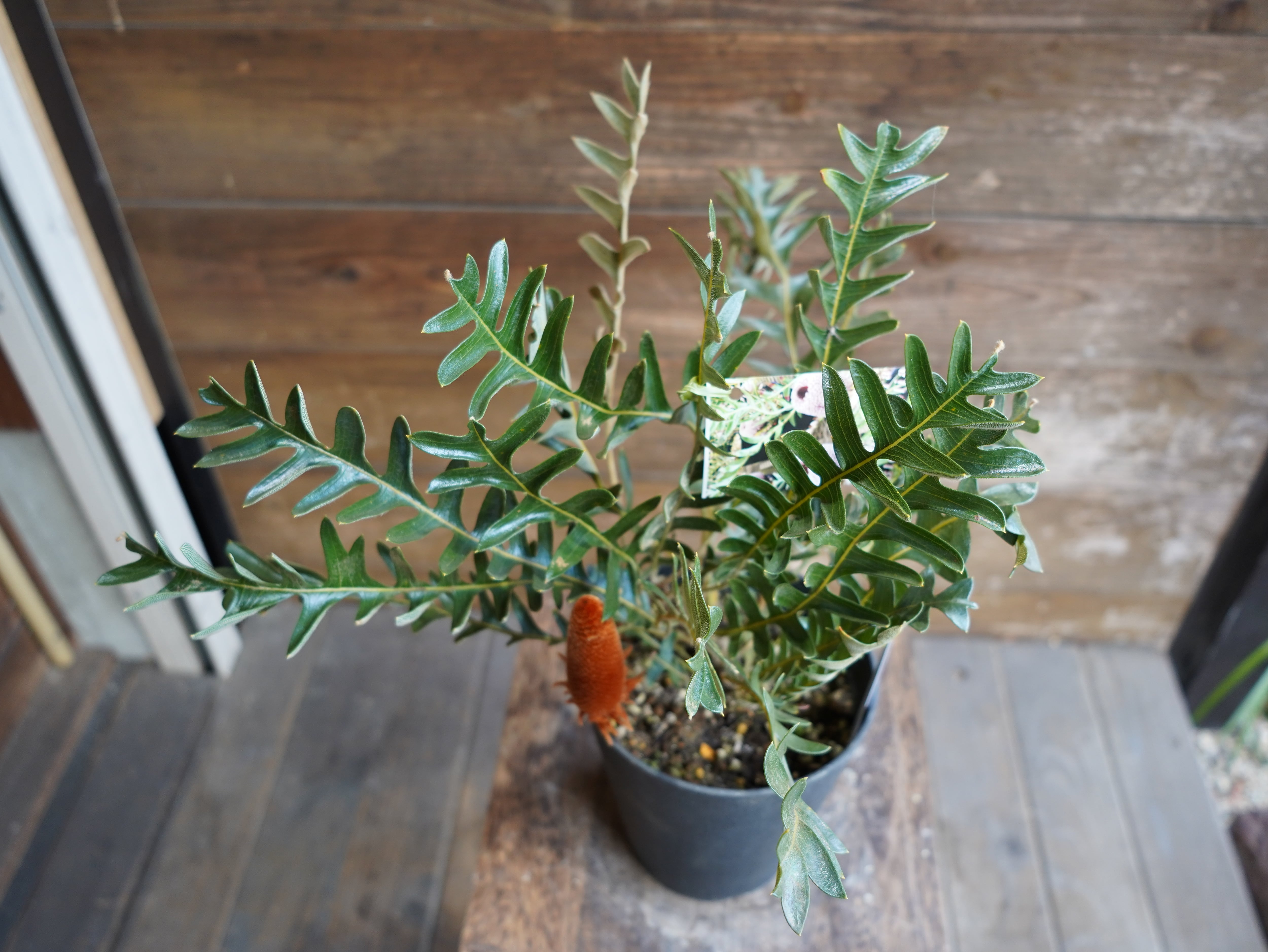 【現物】バンクシア "ブレイクニフォリア" D