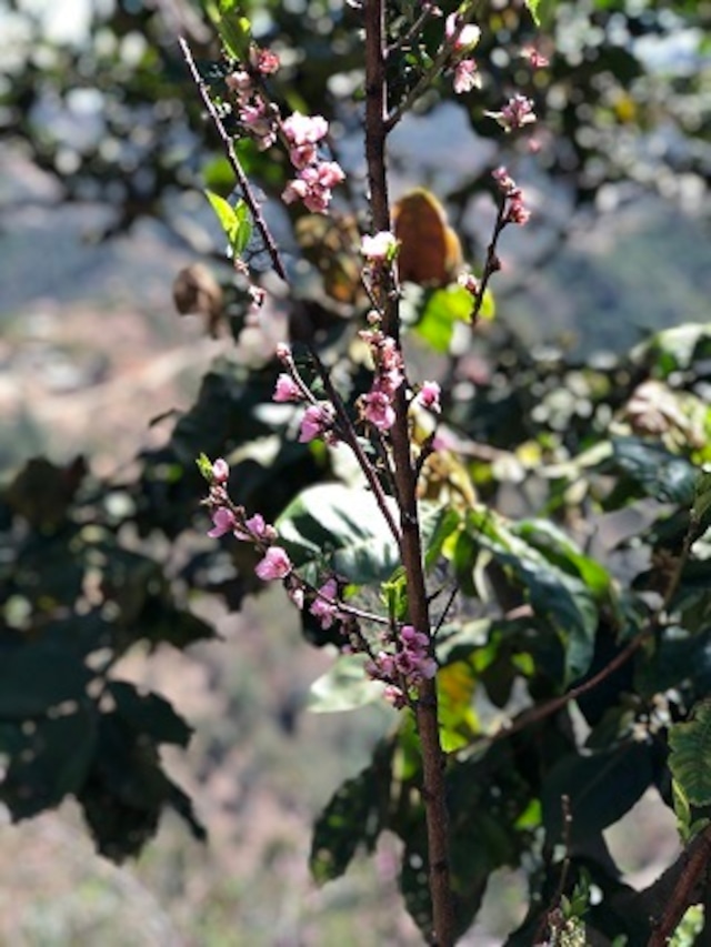 アゾテア農園と対照的な個性派コーヒー【グァテマラ】マムグレイス・エキゾティコ　-Specialty★★★-