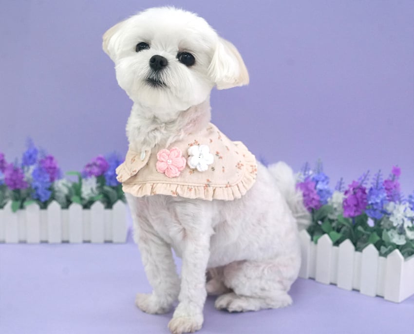 romantic cape & cap set 2color / 犬用 帽子 ケープ バンダナ スカーフ アクセサリー ドッグウェア ペット用 cap 被り物 パーティー インスタ映え お出かけ お揃い 撮影会 キャップハット