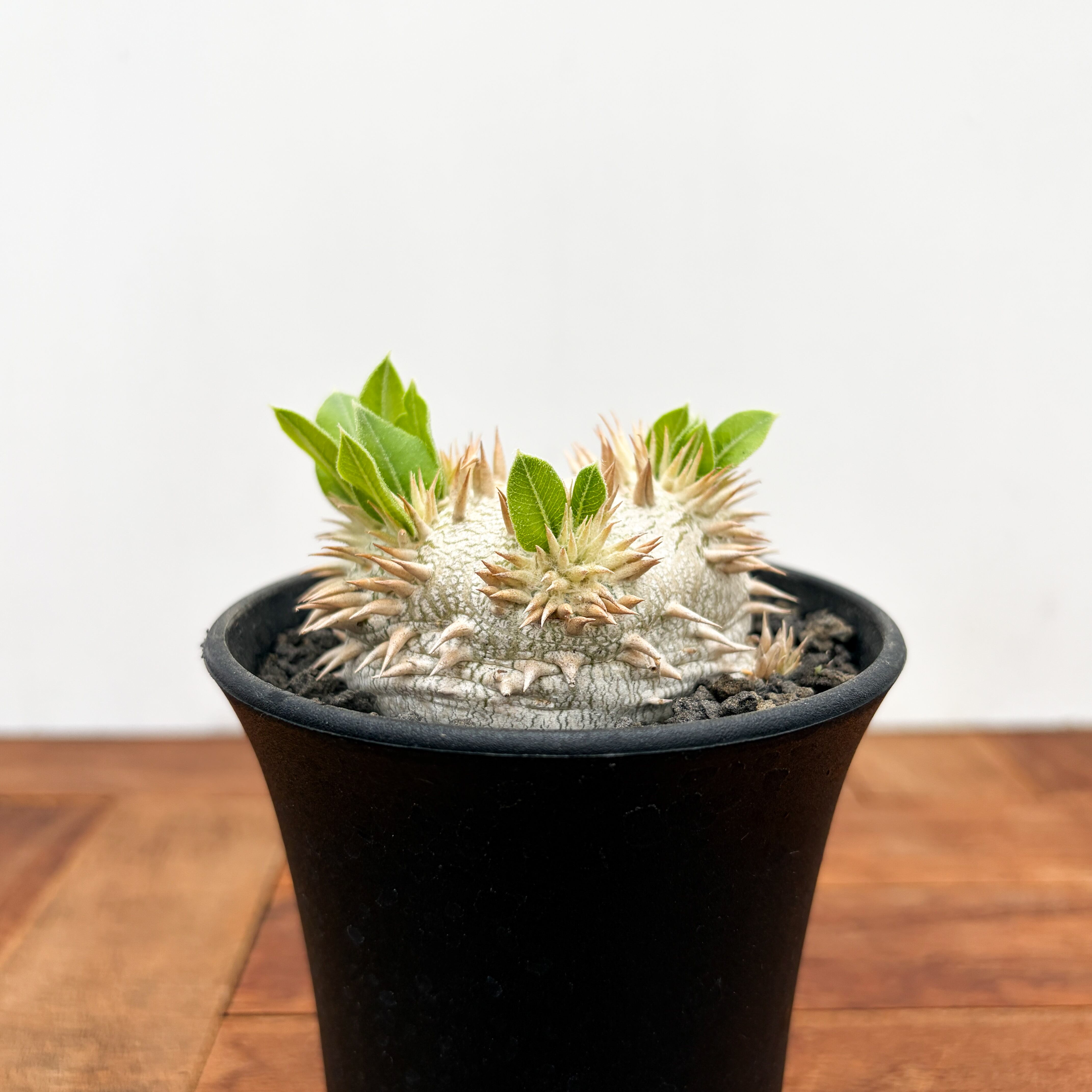 Pachypodium ambongense【パキポディウム・アンボンゲンセ・実生