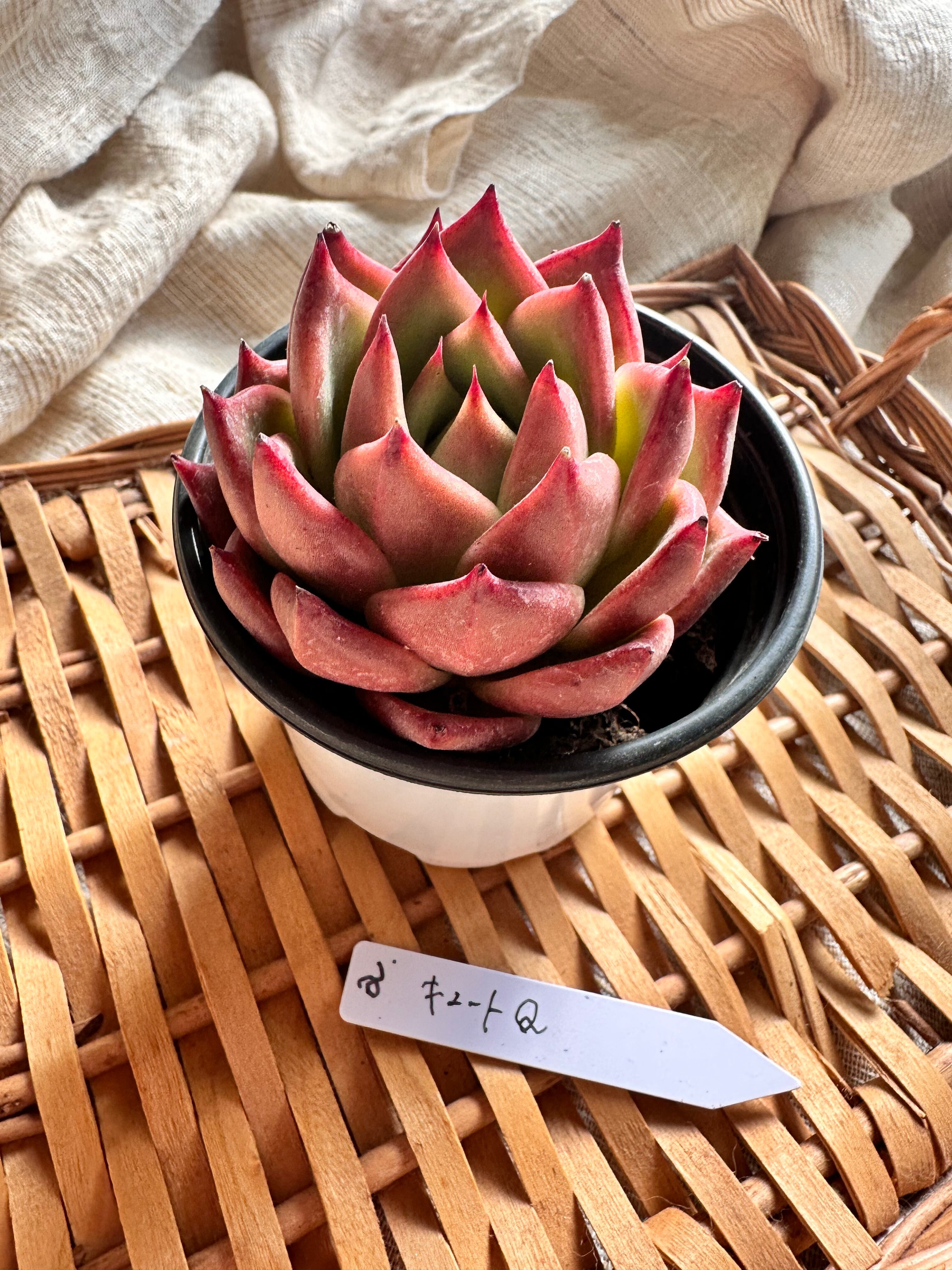 パクさん苗*ペロタ | apollo succulent