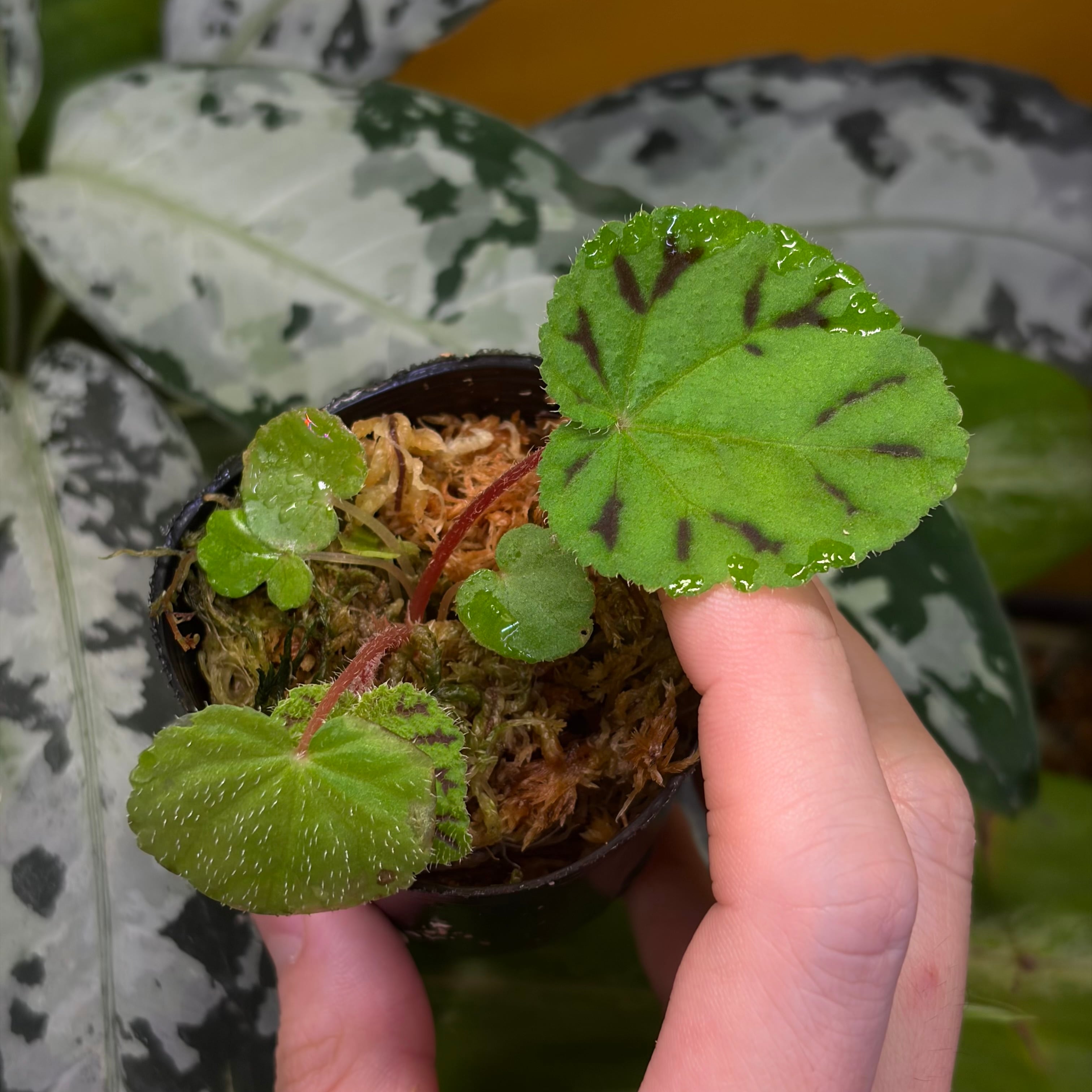 Begonia murina Thailand 緑葉タイプ 原種ベゴニア ムリナ | 熱帯雨林