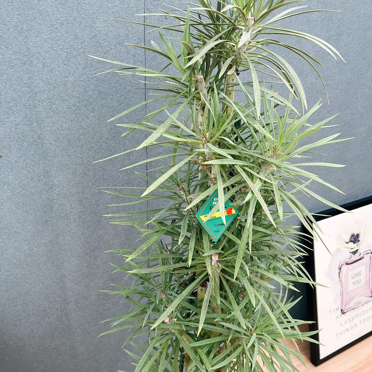 現品］N1 セネシオ クレイニア モンキーツリー 7号 観葉植物 レア 多肉