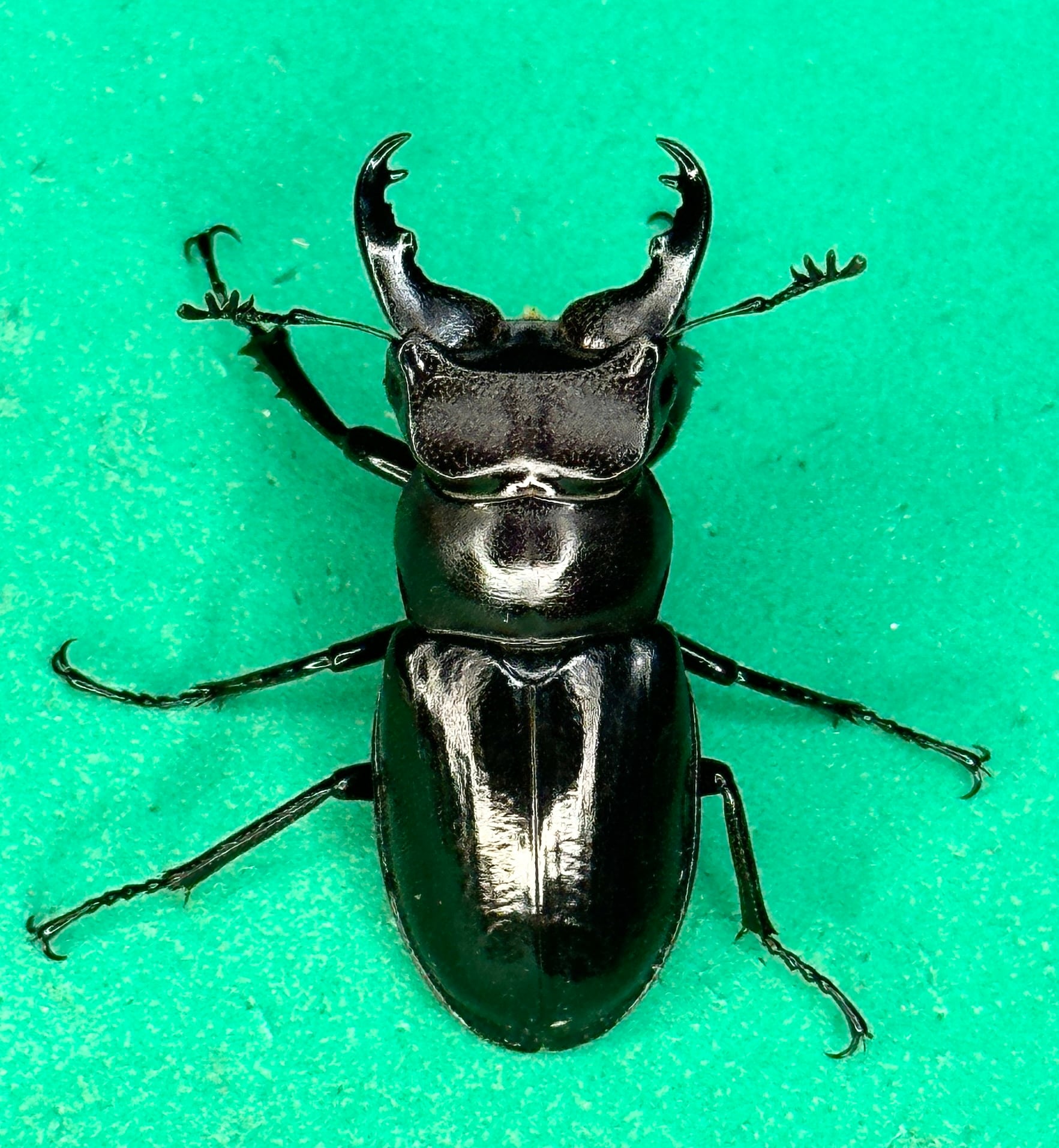 【【超貴重】】ミクラミヤマクワガタ黄紋型×2【規制前採集】 ビークワ補足】~Lucanus gamunus ミクラミヤマ | Jinlabo