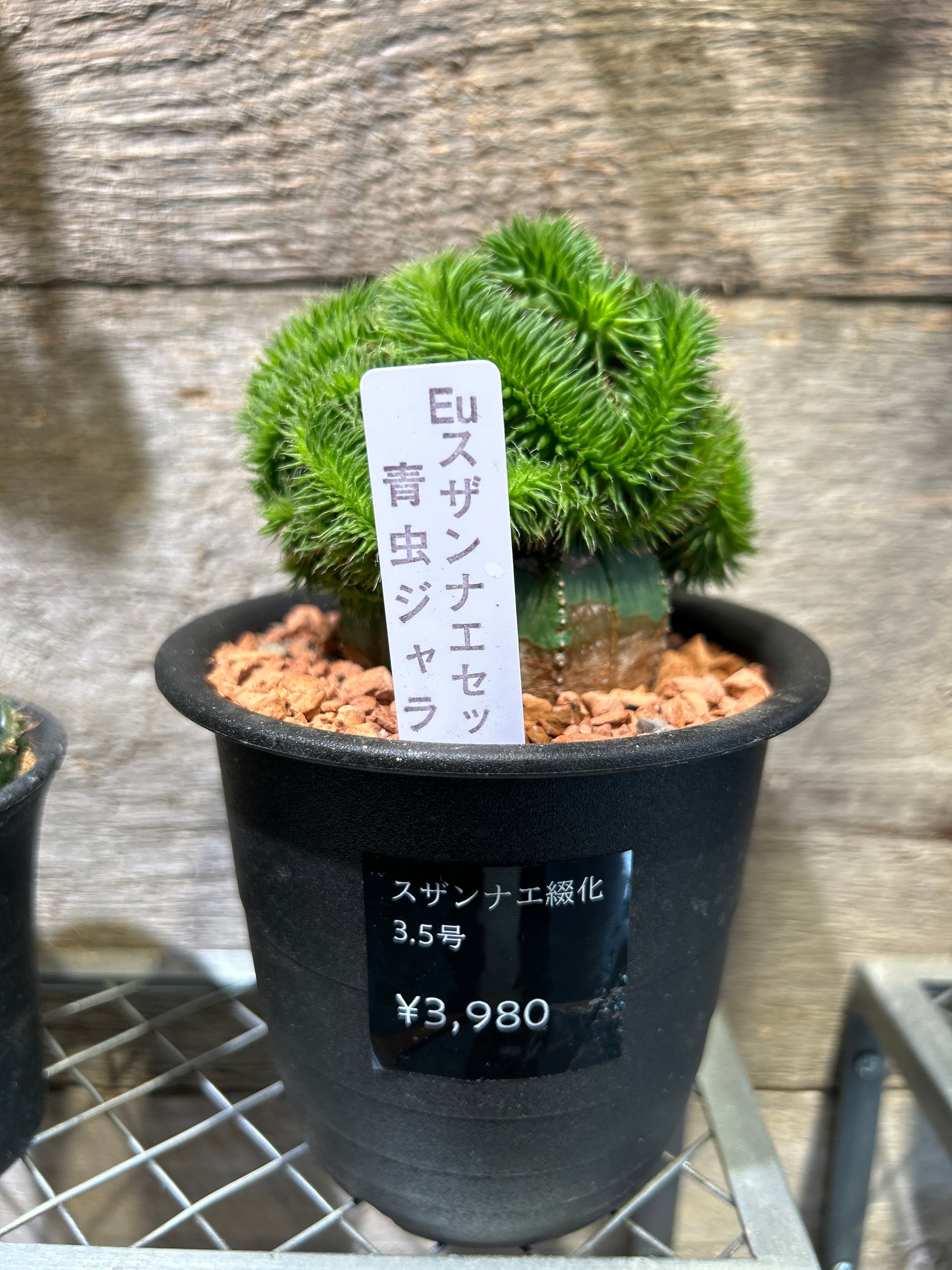 スザンナエ綴化 接ぎ木3.5号 | 植物との暮らし apricot