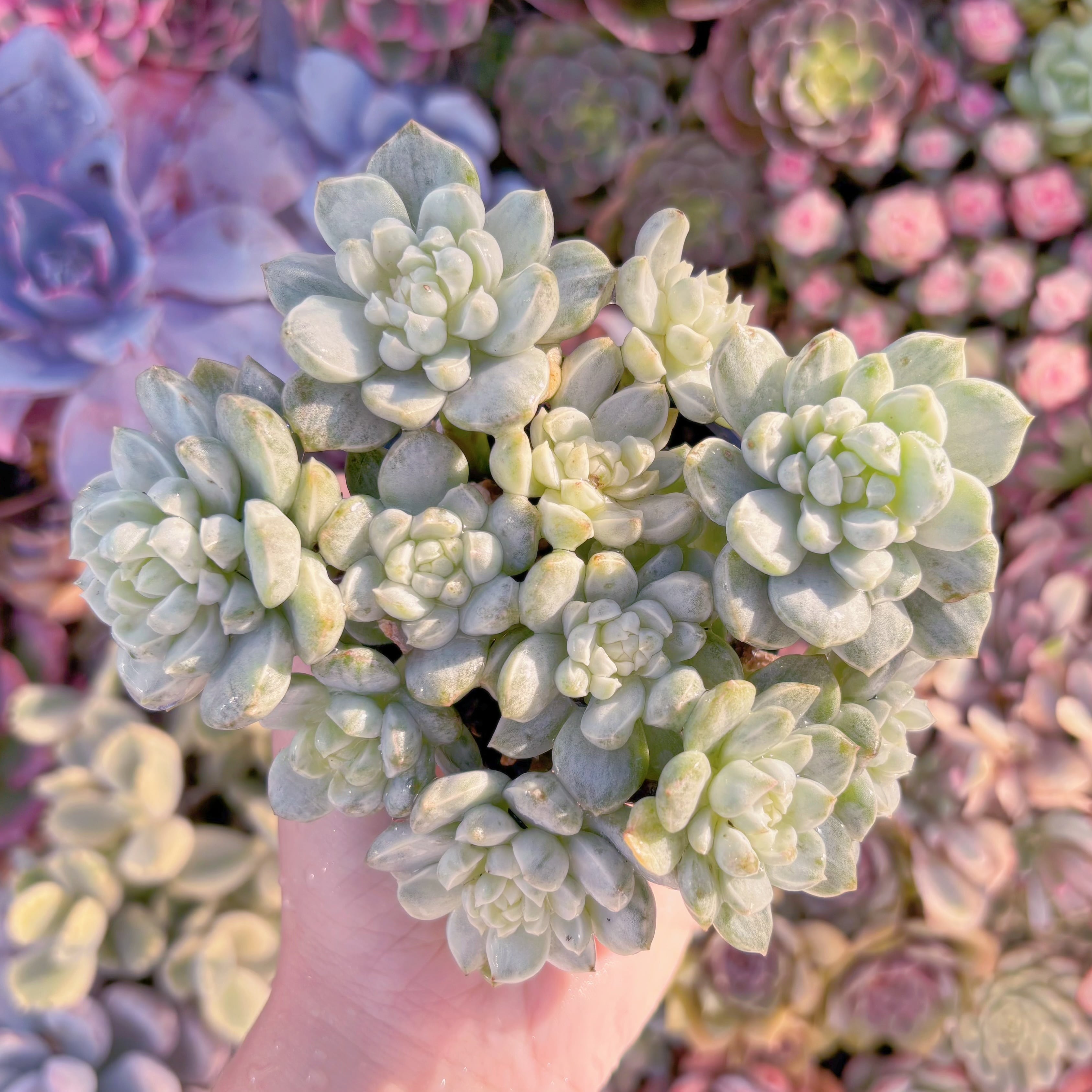 現品　バニラビス錦(石化)#F046　群生　るる農園