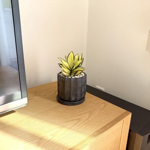 サンスベリア・ゴールデン・ハニー