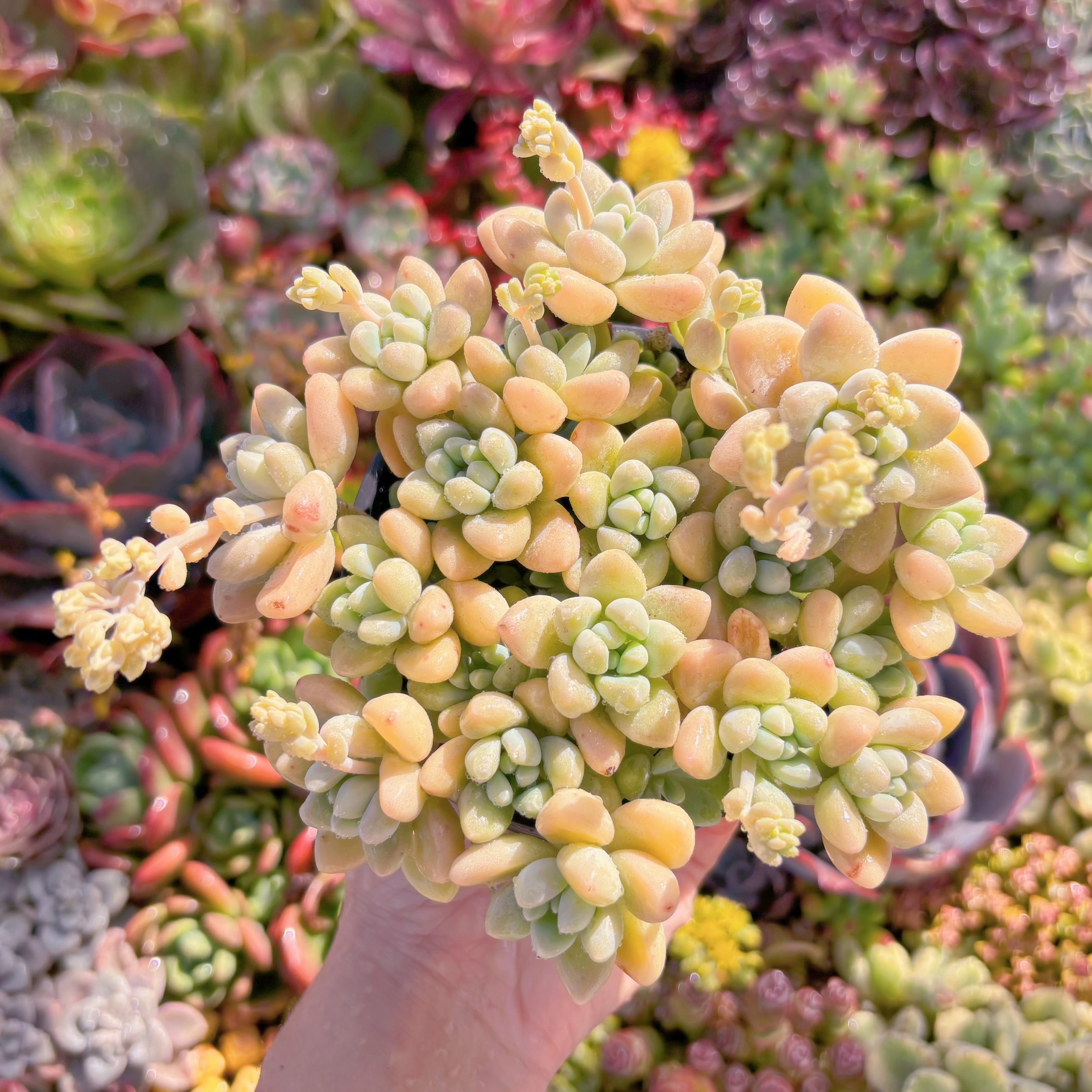 現品　ホワイトケーキ#M006　大群生　新入荷　るる農園