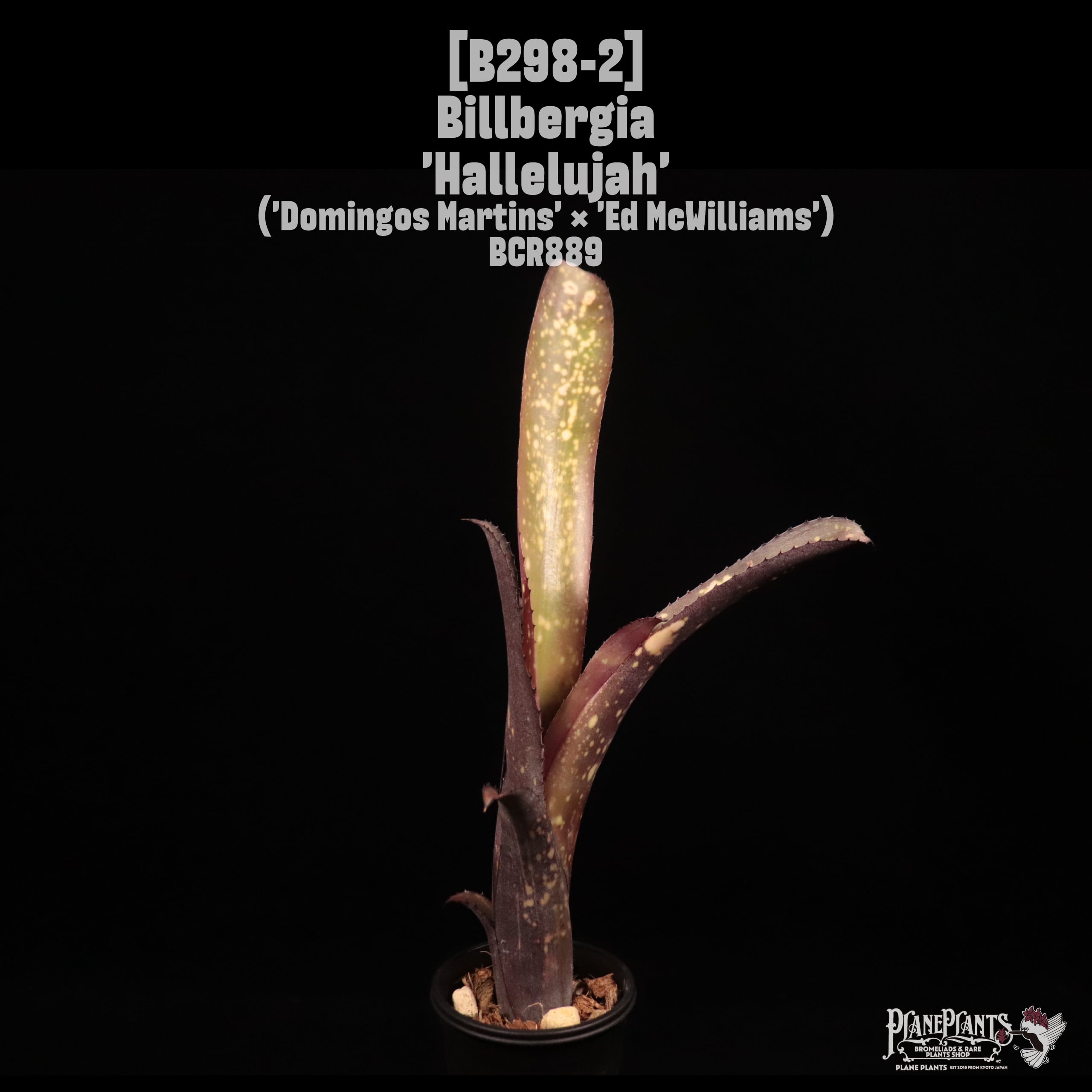 Billbergia 'Hallelujah'〔ビルベルギア〕B298-2
