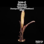 Billbergia 'Hallelujah'〔ビルベルギア〕B298-2